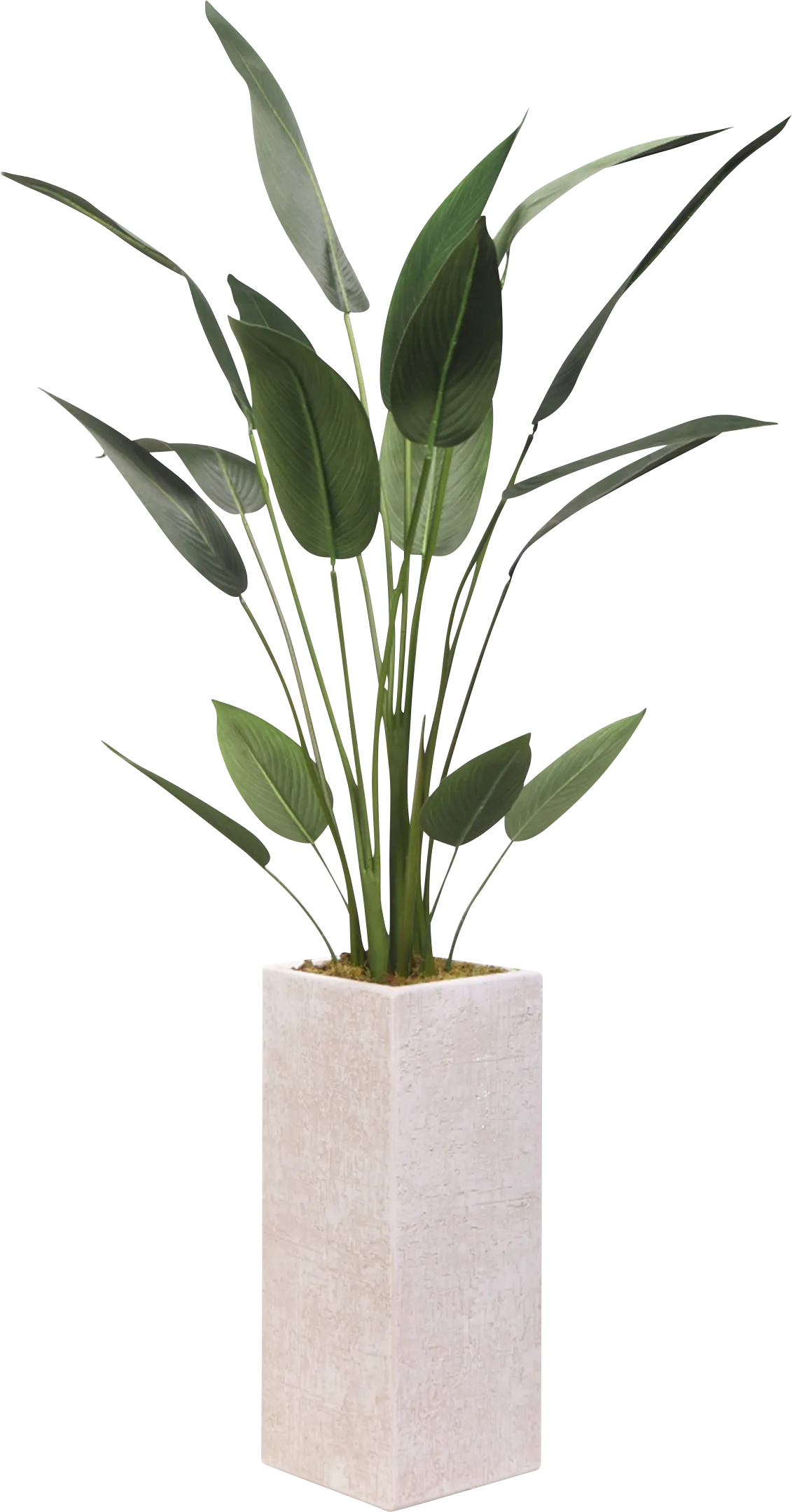 Evrar White Silk Plant - Thumbnail - Image 1