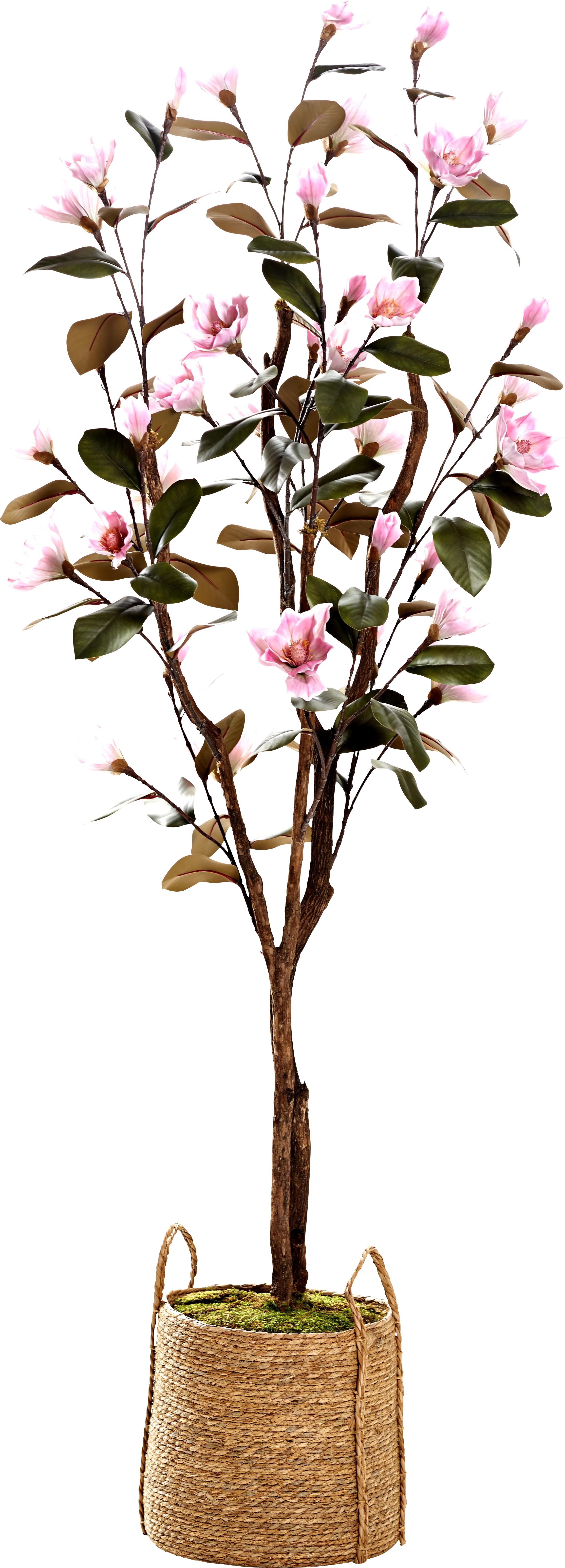 Lakele Pink Silk Tree - Thumbnail - Image 1
