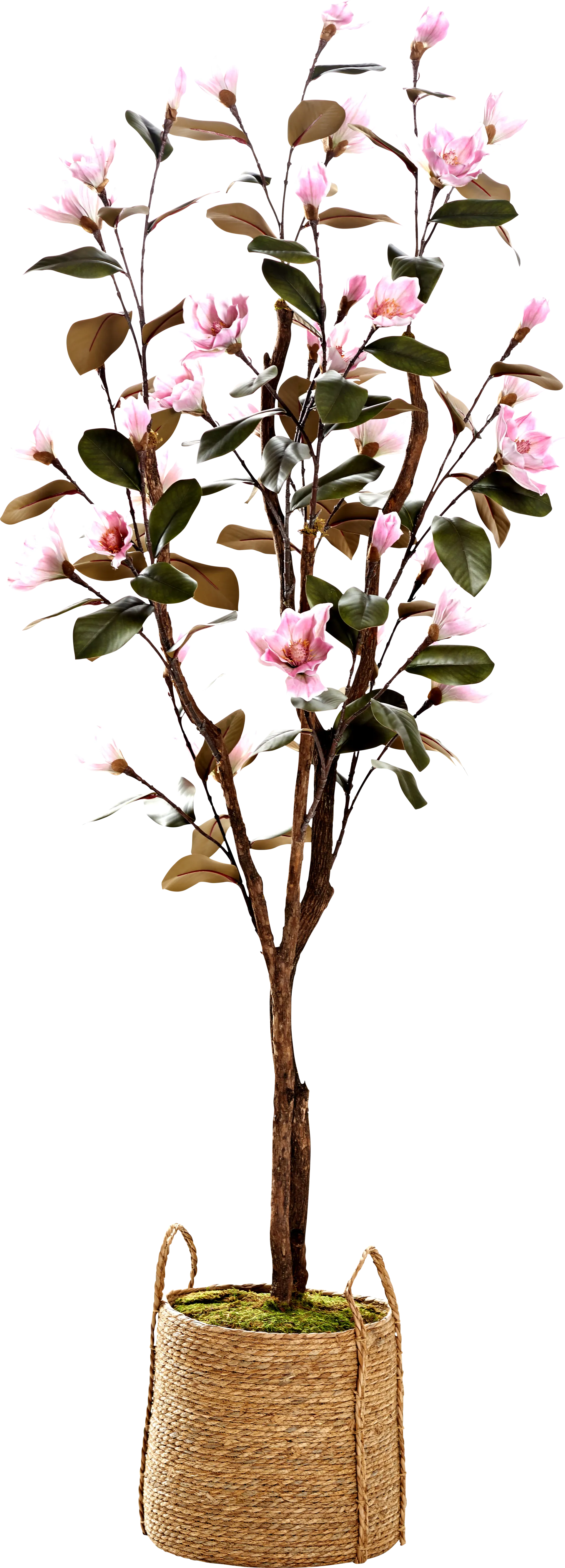 Lakele Pink Silk Tree - Image 1
