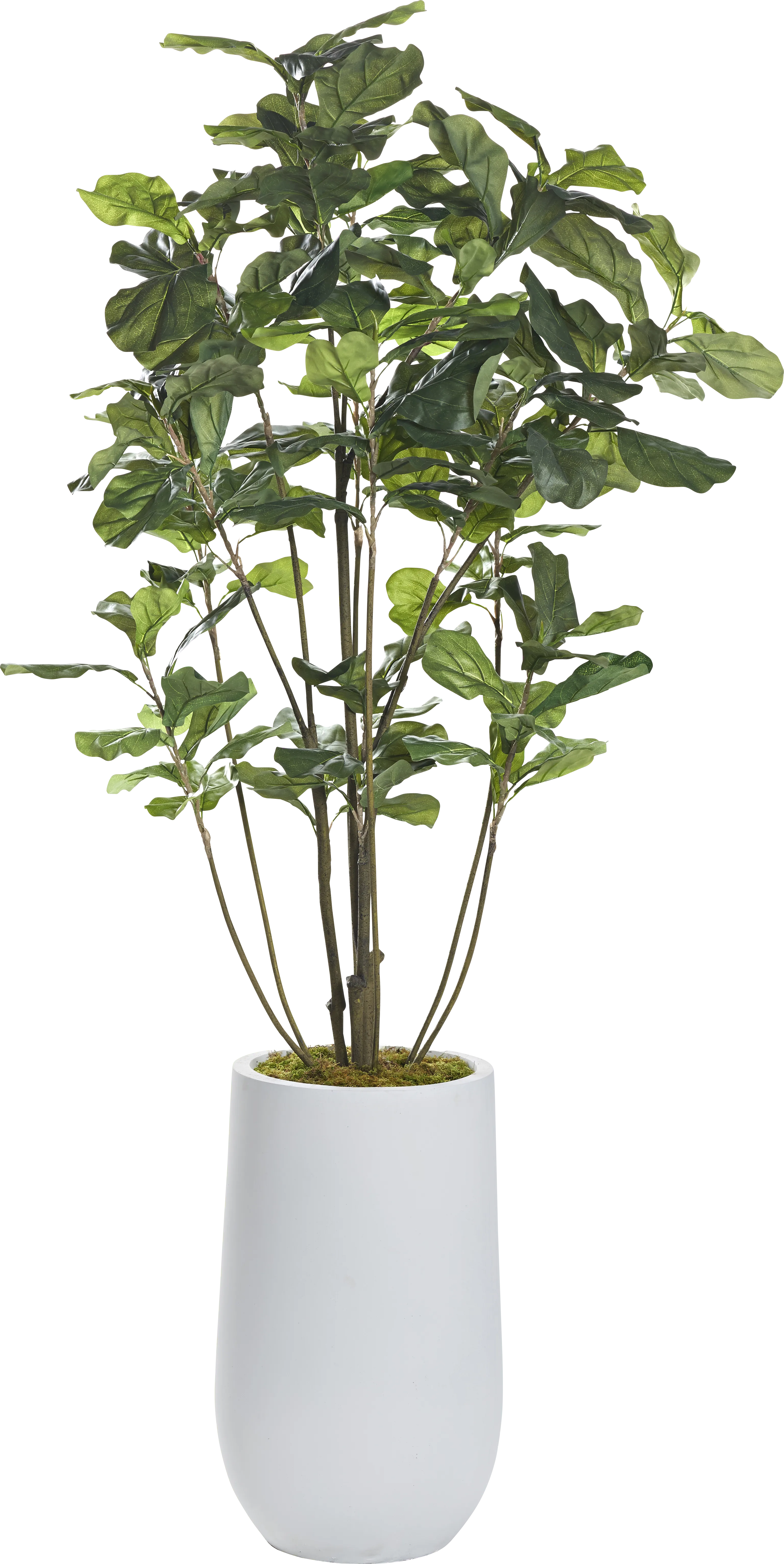 Aelni White Silk Plant - Thumbnail - Image 1