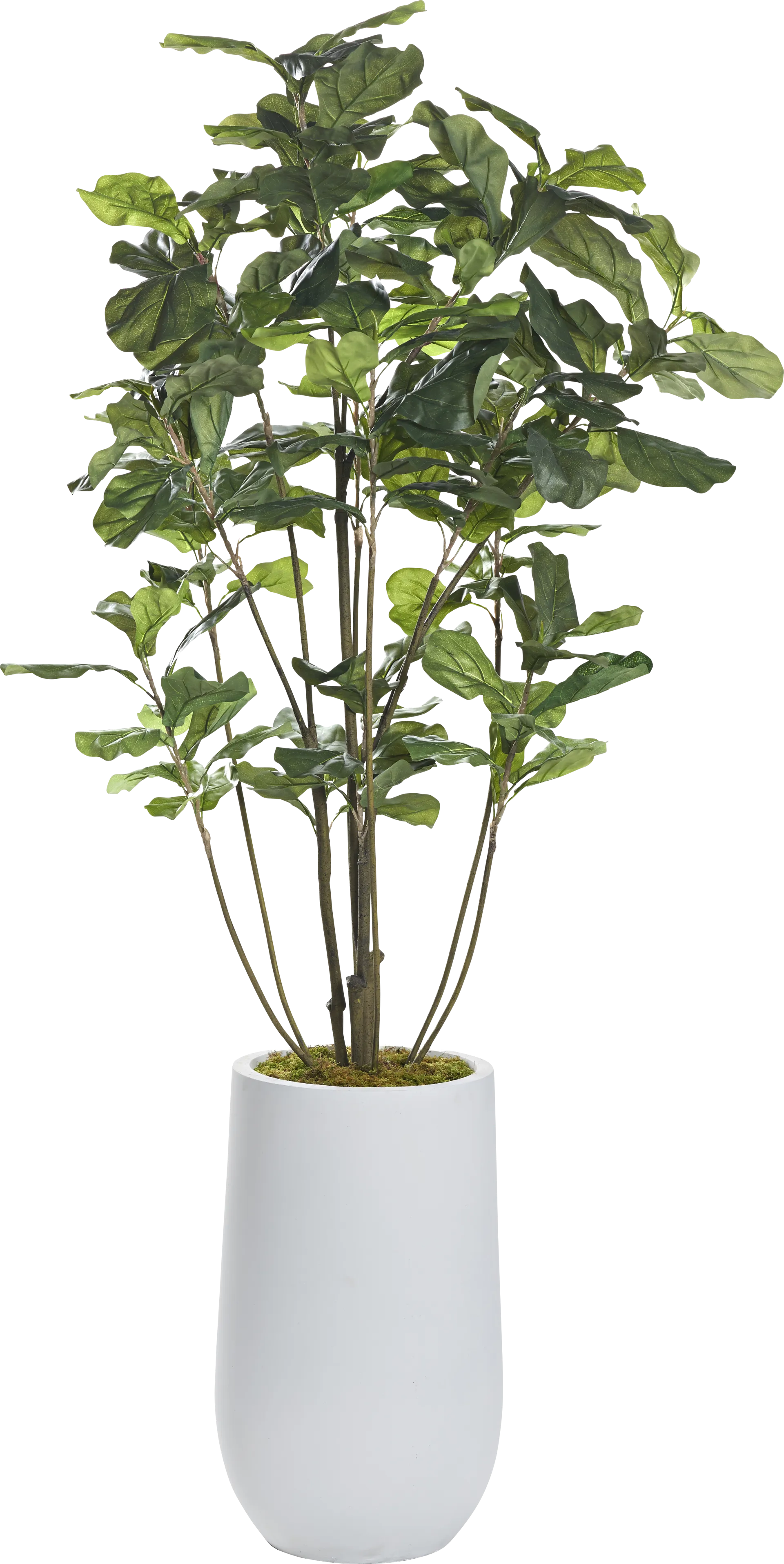 Aelni White Silk Plant - Image 1