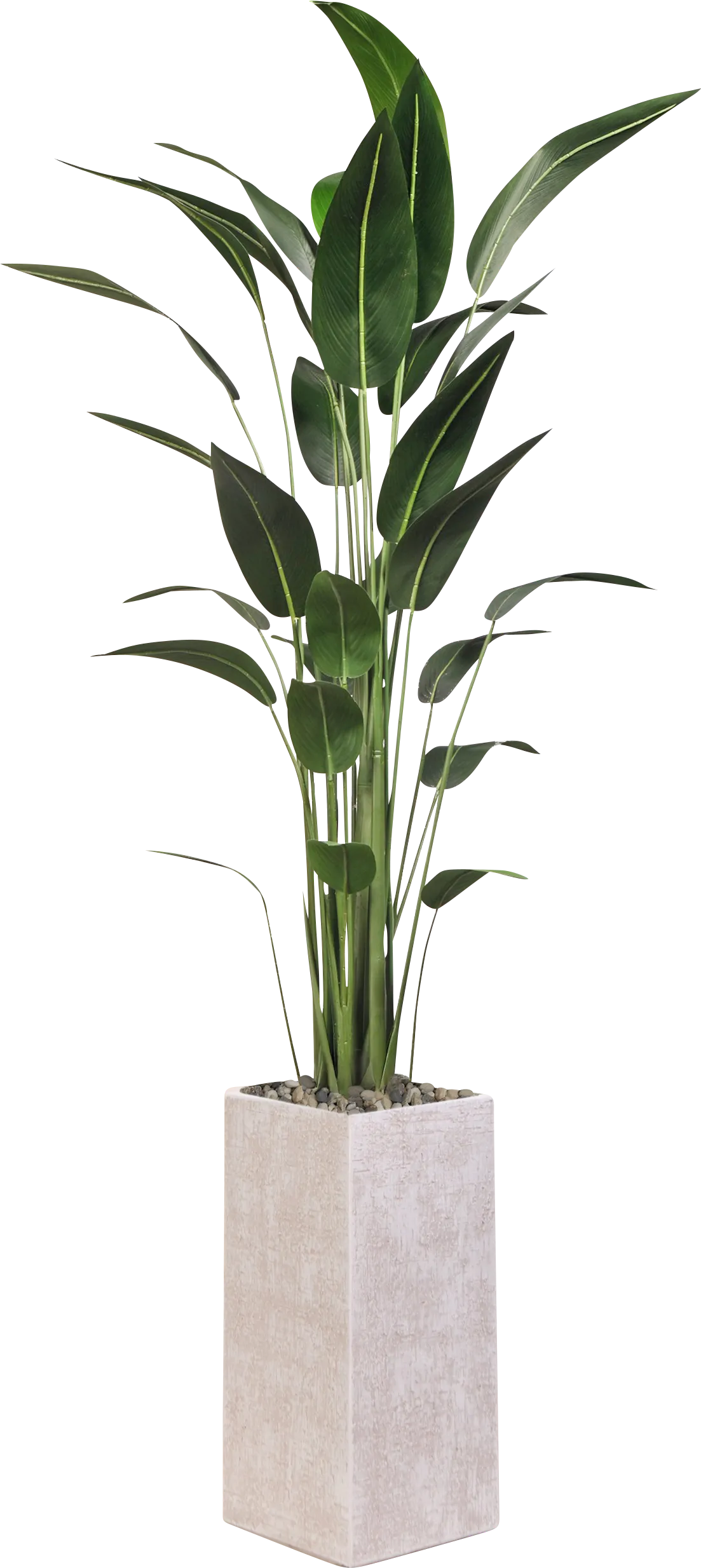 Emazi White Silk Plant - Thumbnail - Image 1