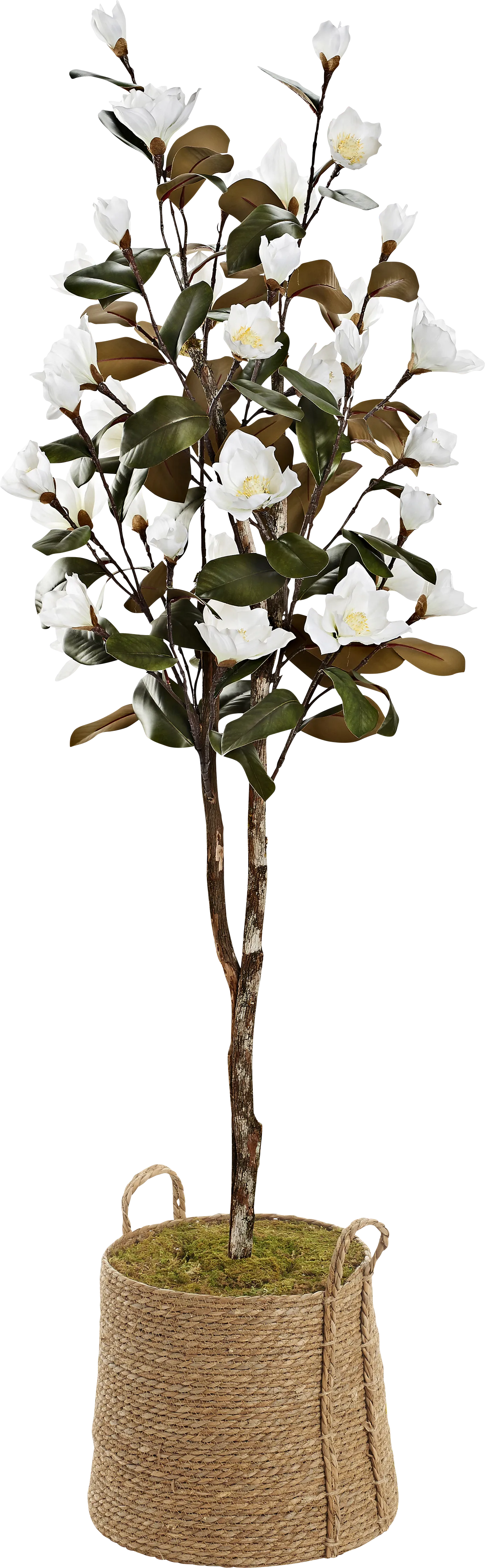 Lakele White Silk Tree - Thumbnail - Image 1