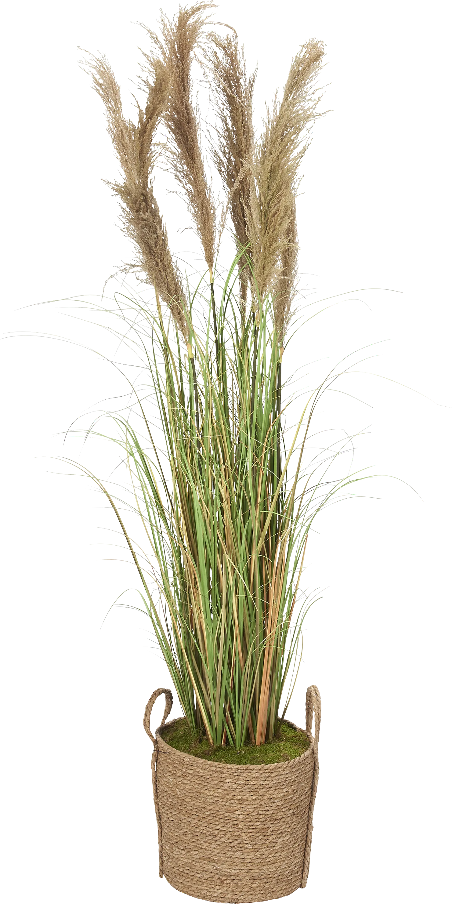 Kabera Brown Silk Plant - Thumbnail - Image 1