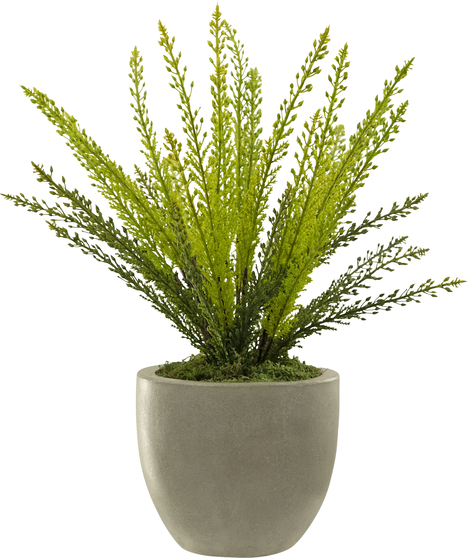 Lanee Gray Silk Plant - Thumbnail - Image 1