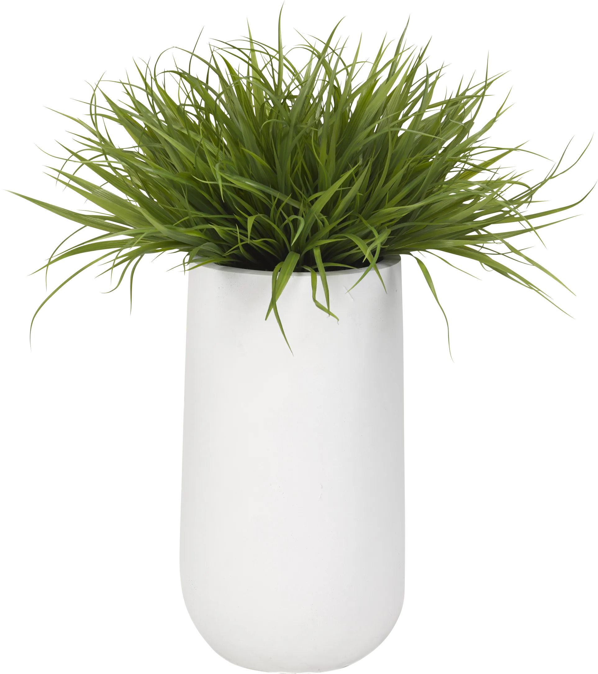 Rawu White Silk Plant - Thumbnail - Image 1