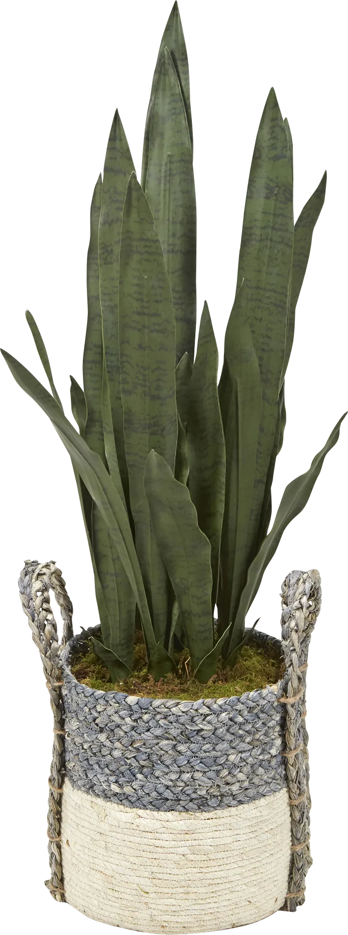 Handa Blue Silk Plant - Image 1