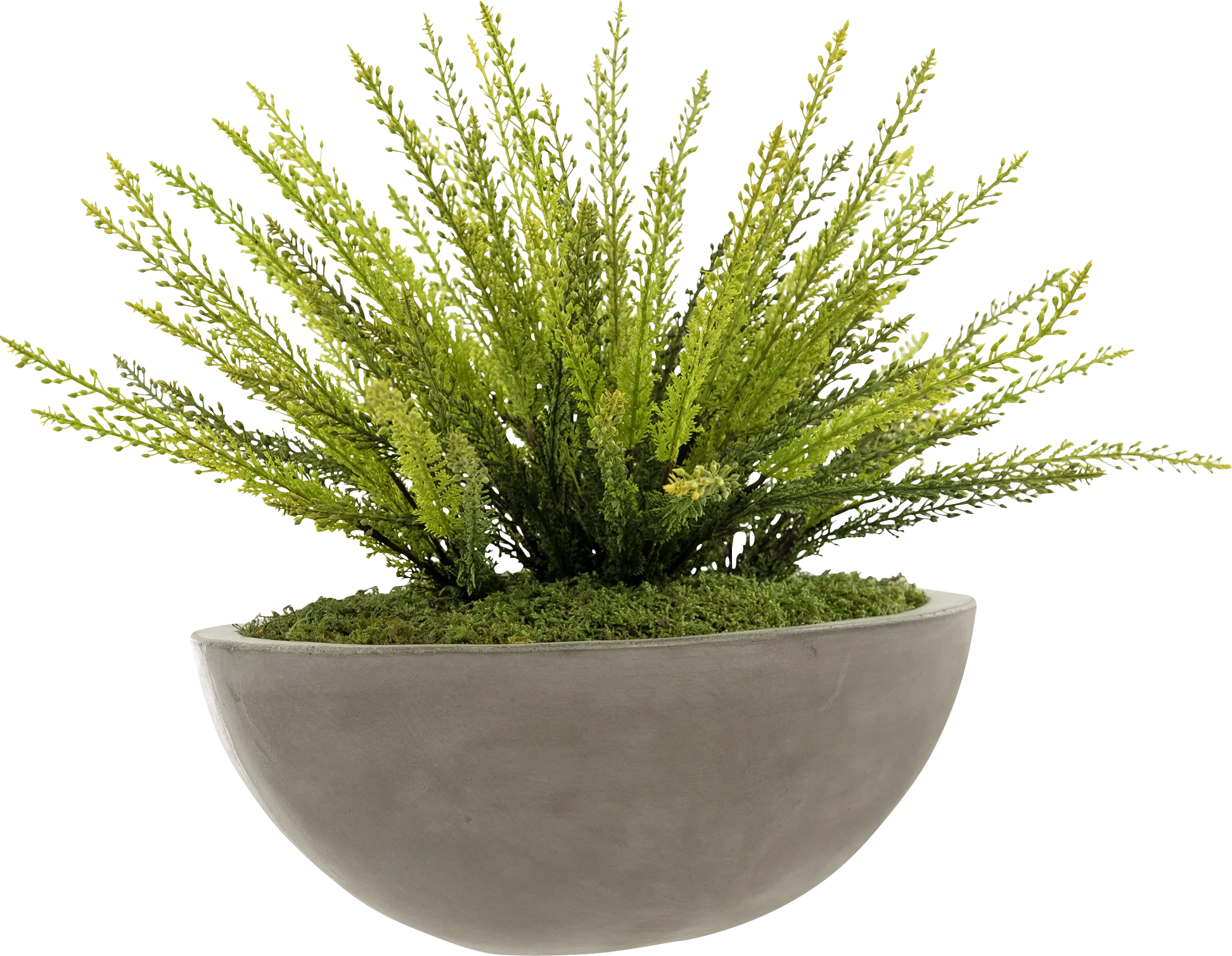 Hariti Gray Silk Plant - Thumbnail - Image 1