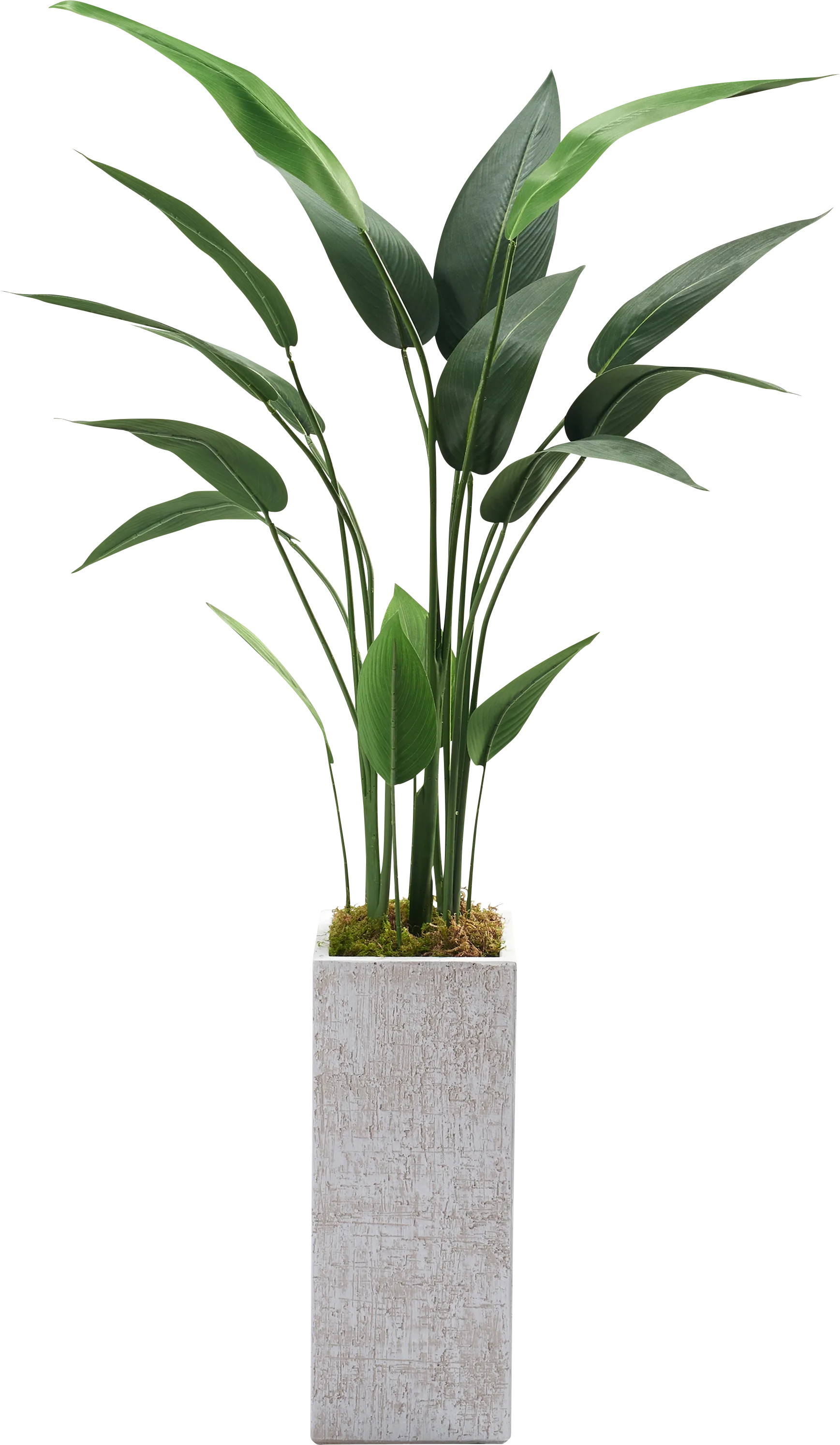 Discha White Silk Plant - Thumbnail - Image 1