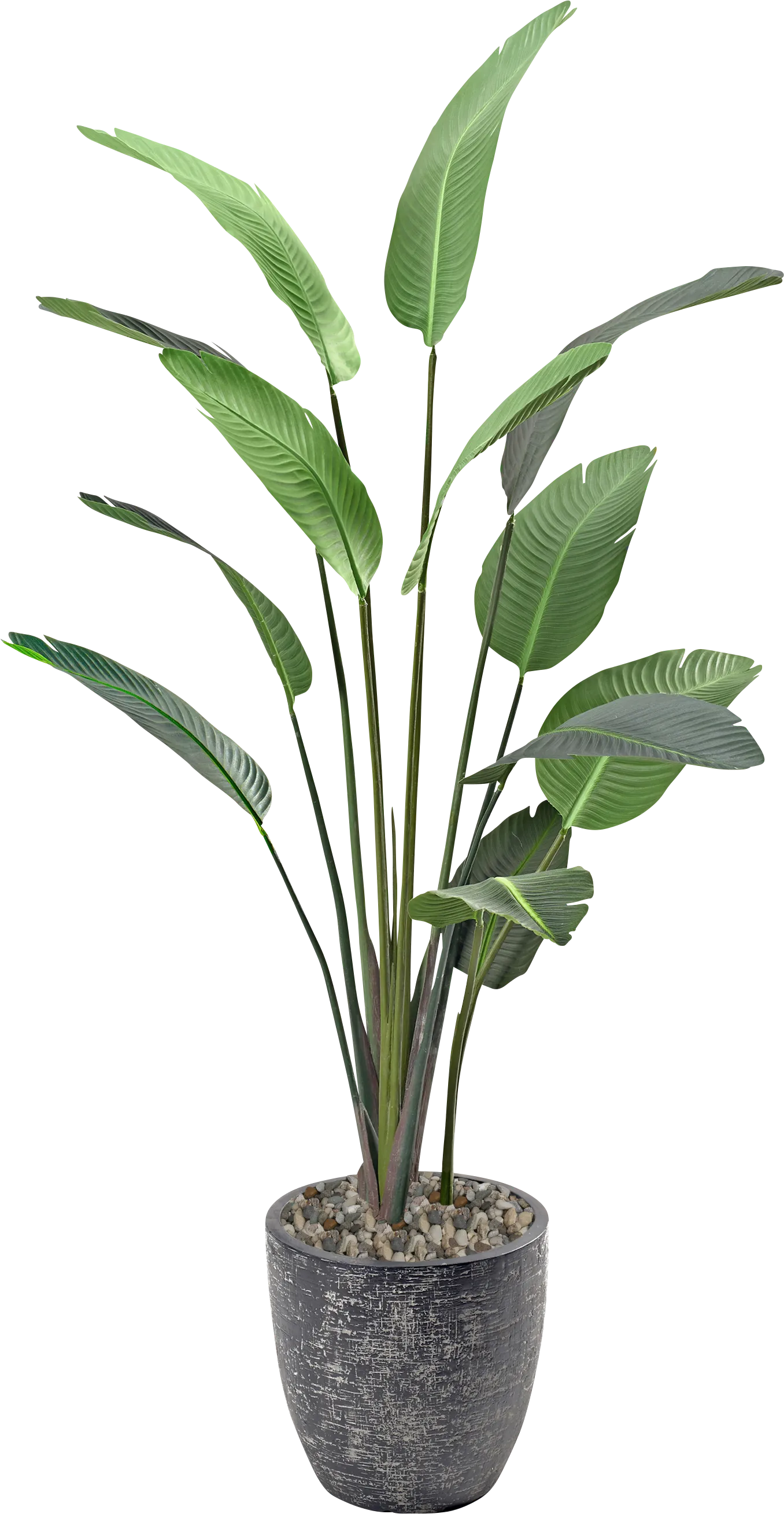 Sesun Black Silk Plant - Thumbnail - Image 1