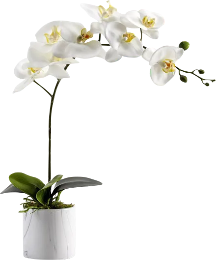 Aninra White Silk Plant - Image 1