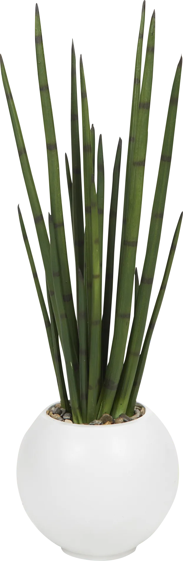 Enyeh White Silk Plant - Image 1
