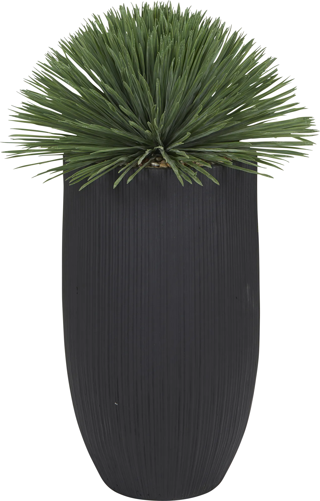 Nowen Black Silk Plant - Thumbnail - Image 1