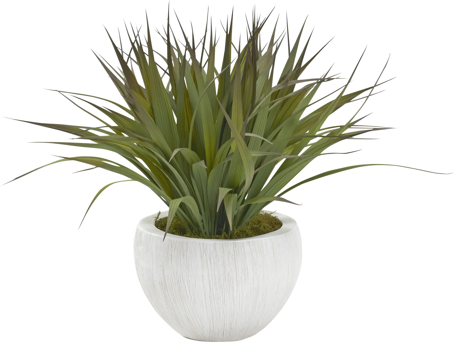 Fasahe White Silk Plant - Thumbnail - Image 1