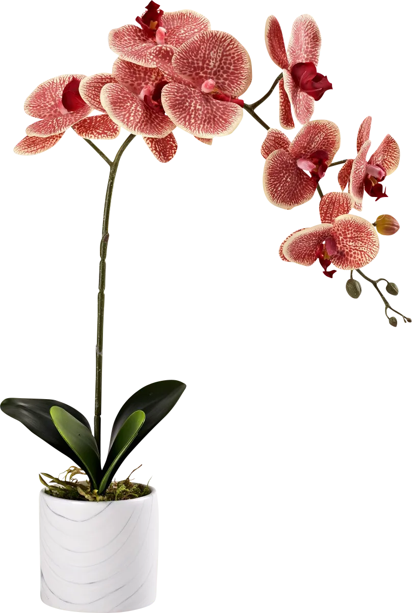 Selani Red Silk Plant - Thumbnail - Image 1
