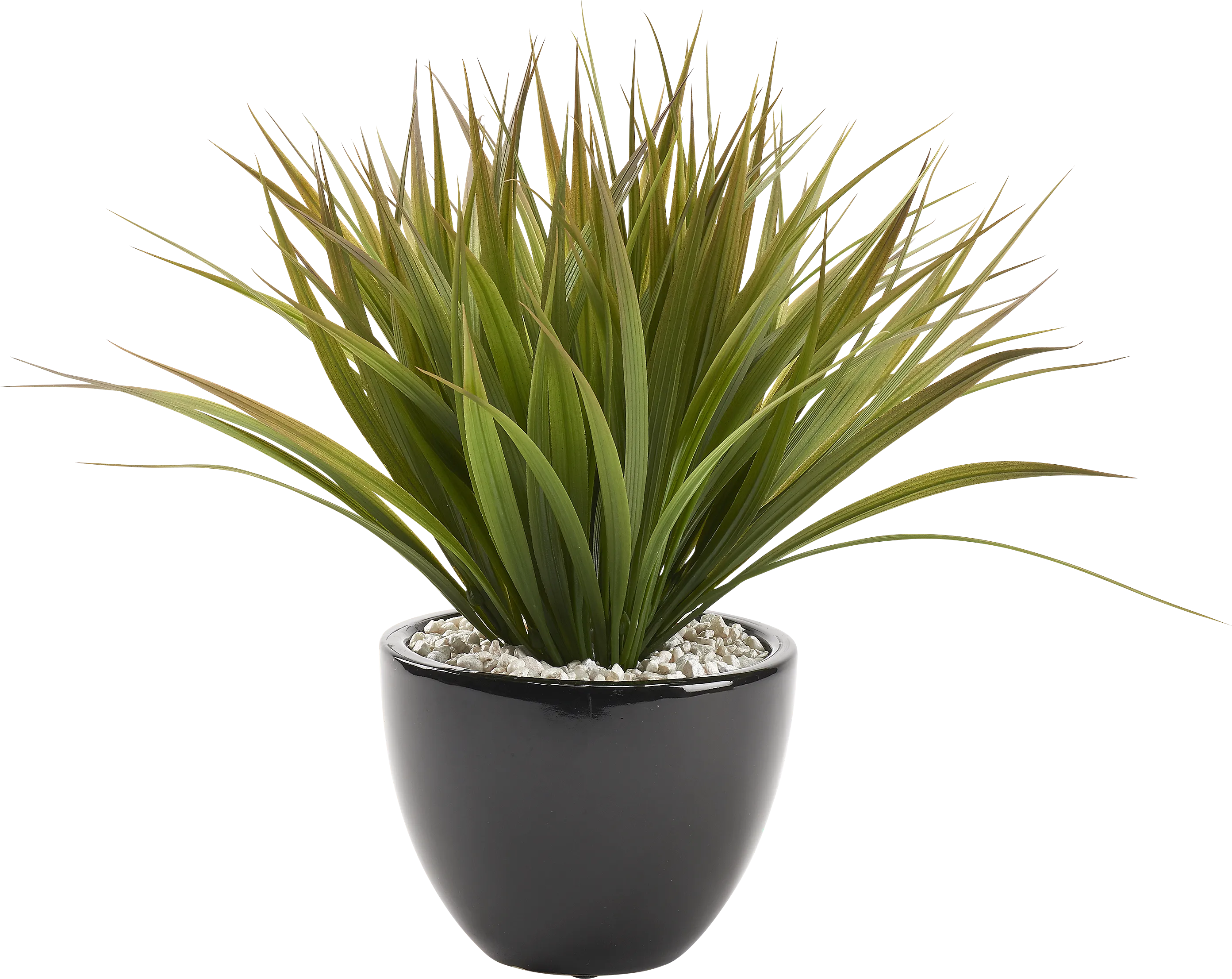 Nisolu Black Silk Plant - Thumbnail - Image 1