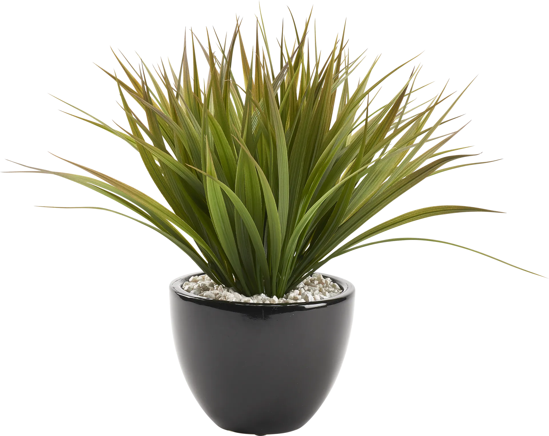 Nisolu Black Silk Plant - Image 1