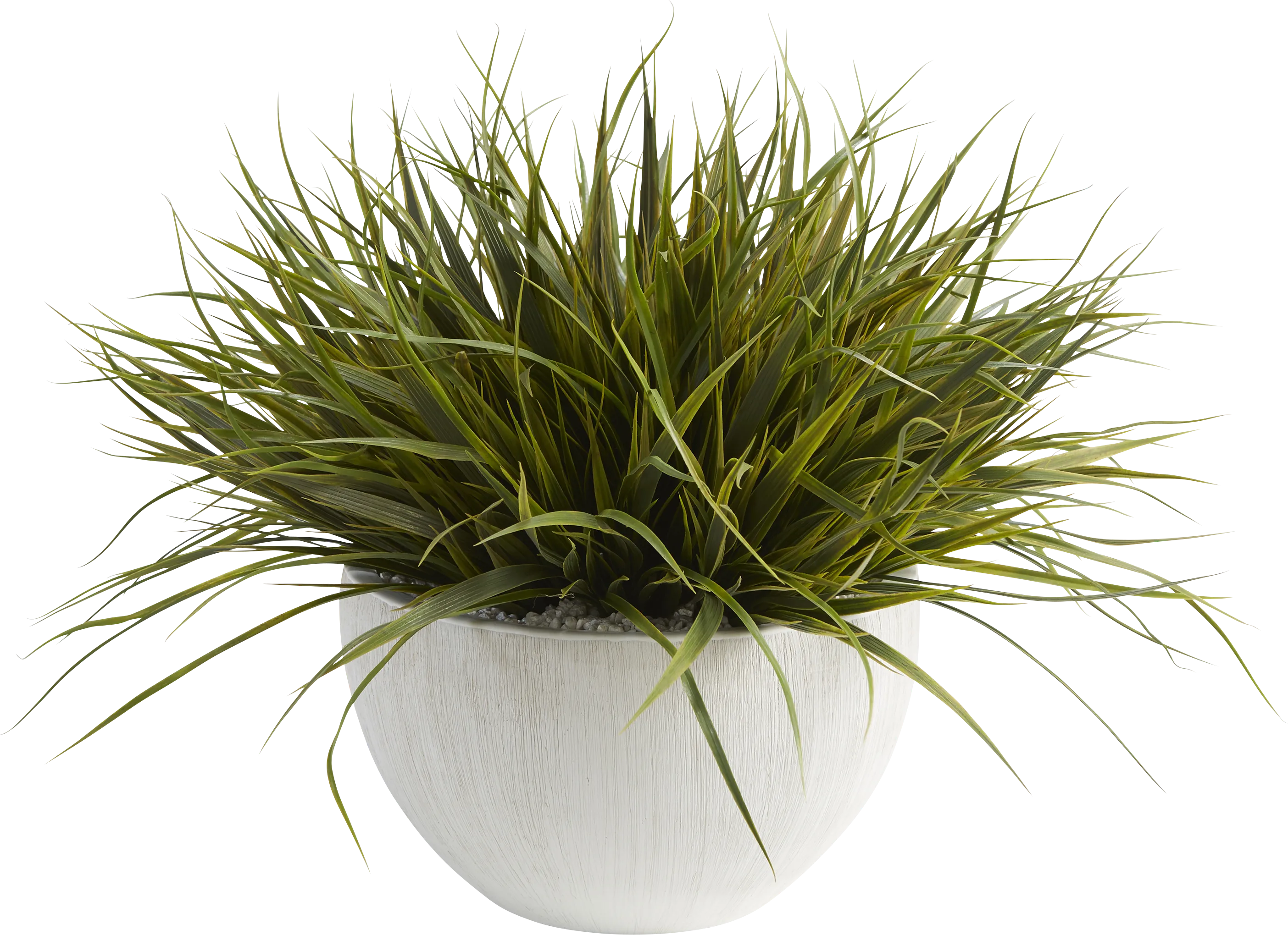 Dadral White Silk Plant - Thumbnail - Image 1