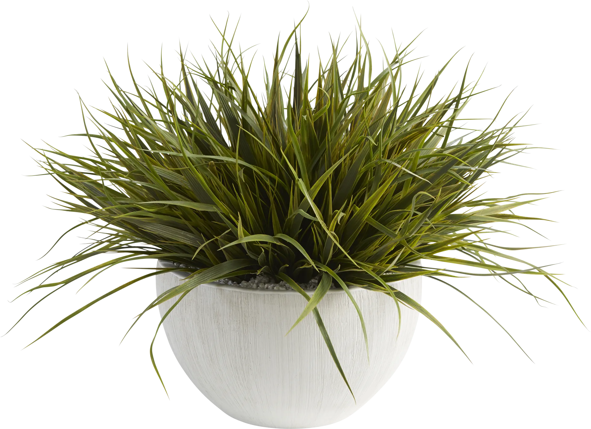 Dadral White Silk Plant - Image 1