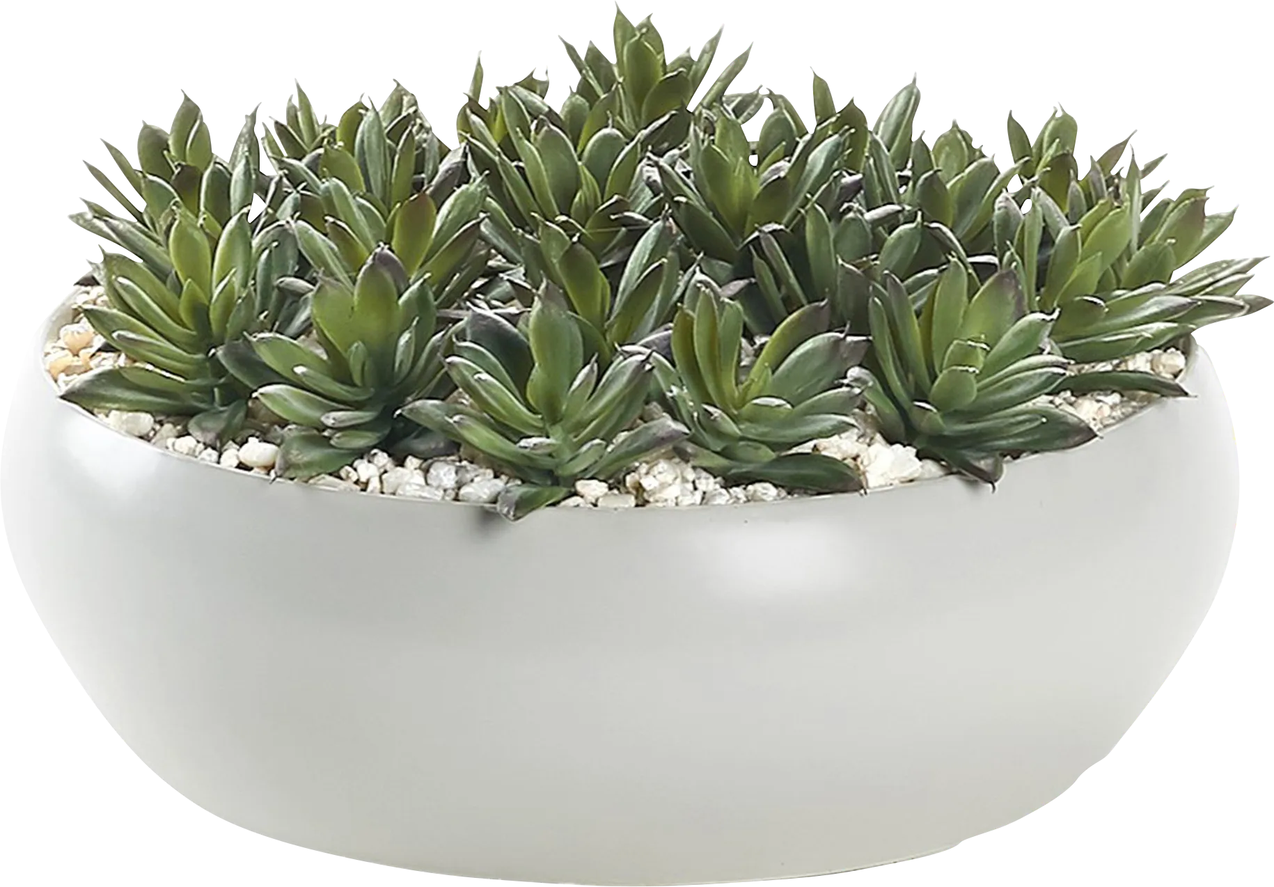 Damas White Silk Plant - Image 1