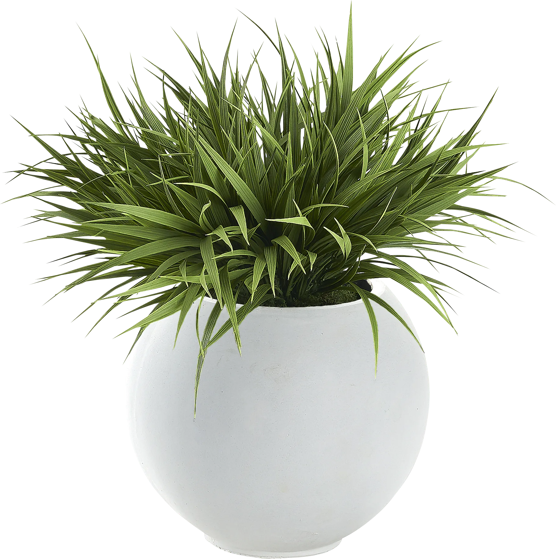 Nanya White Silk Plant - Thumbnail - Image 1