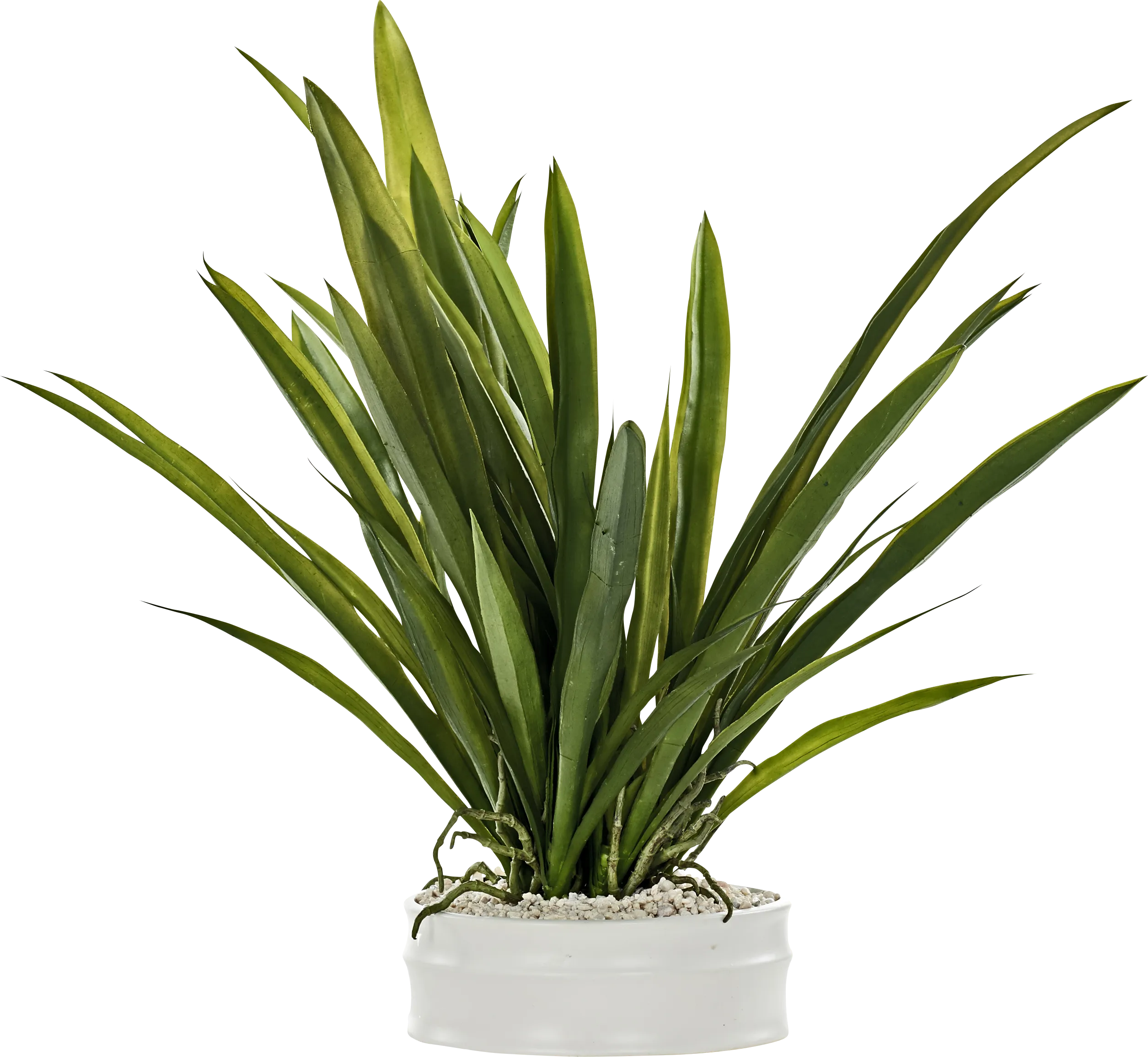 Nayi White Silk Plant - Thumbnail - Image 1
