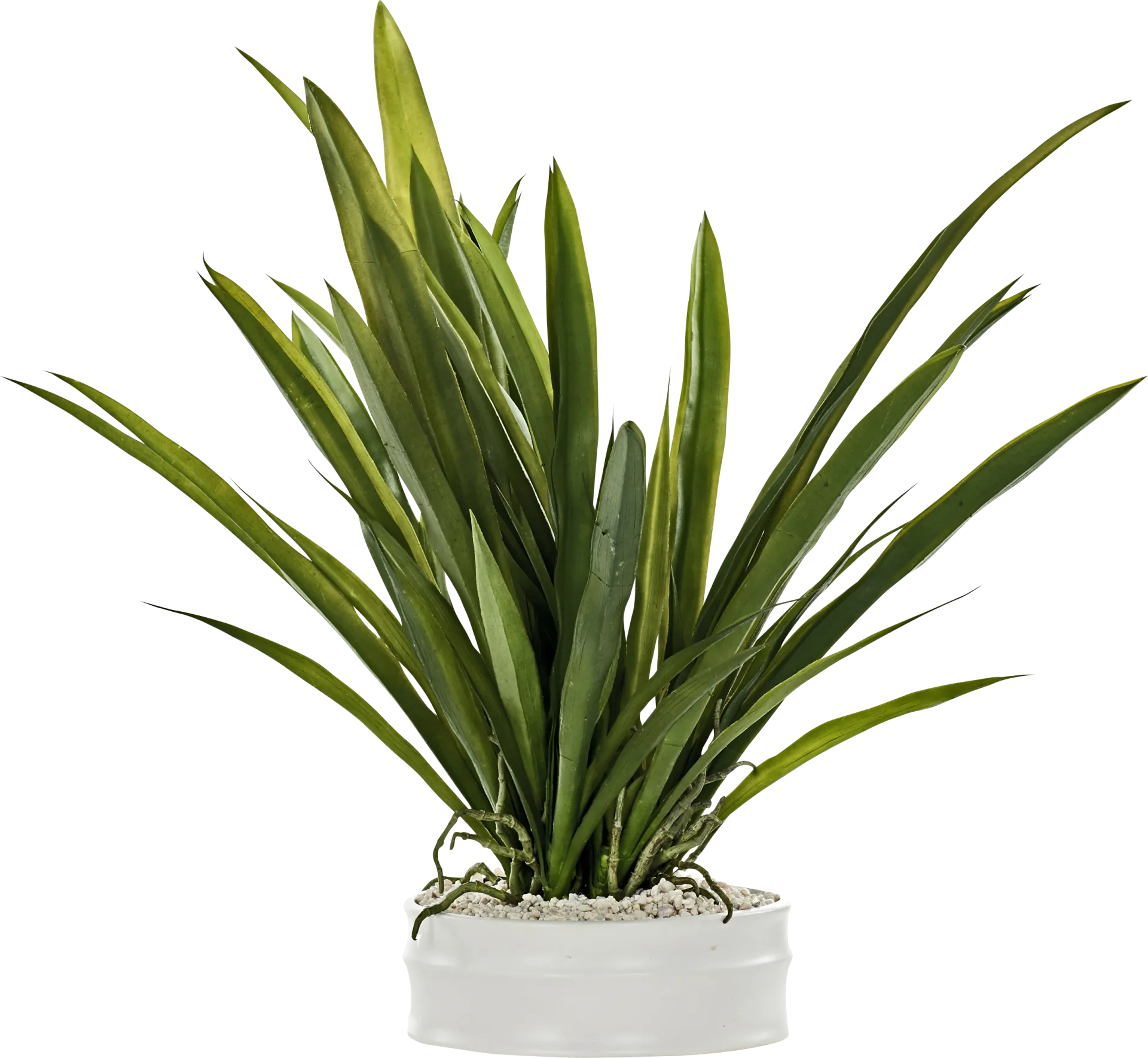 Nayi White Silk Plant - Image 1