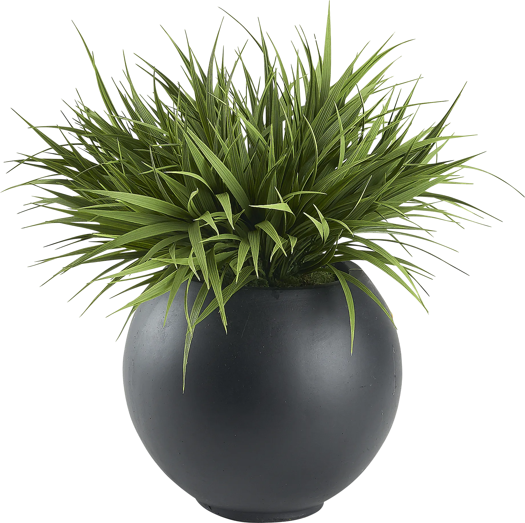 Nanya Black Silk Plant - Thumbnail - Image 1