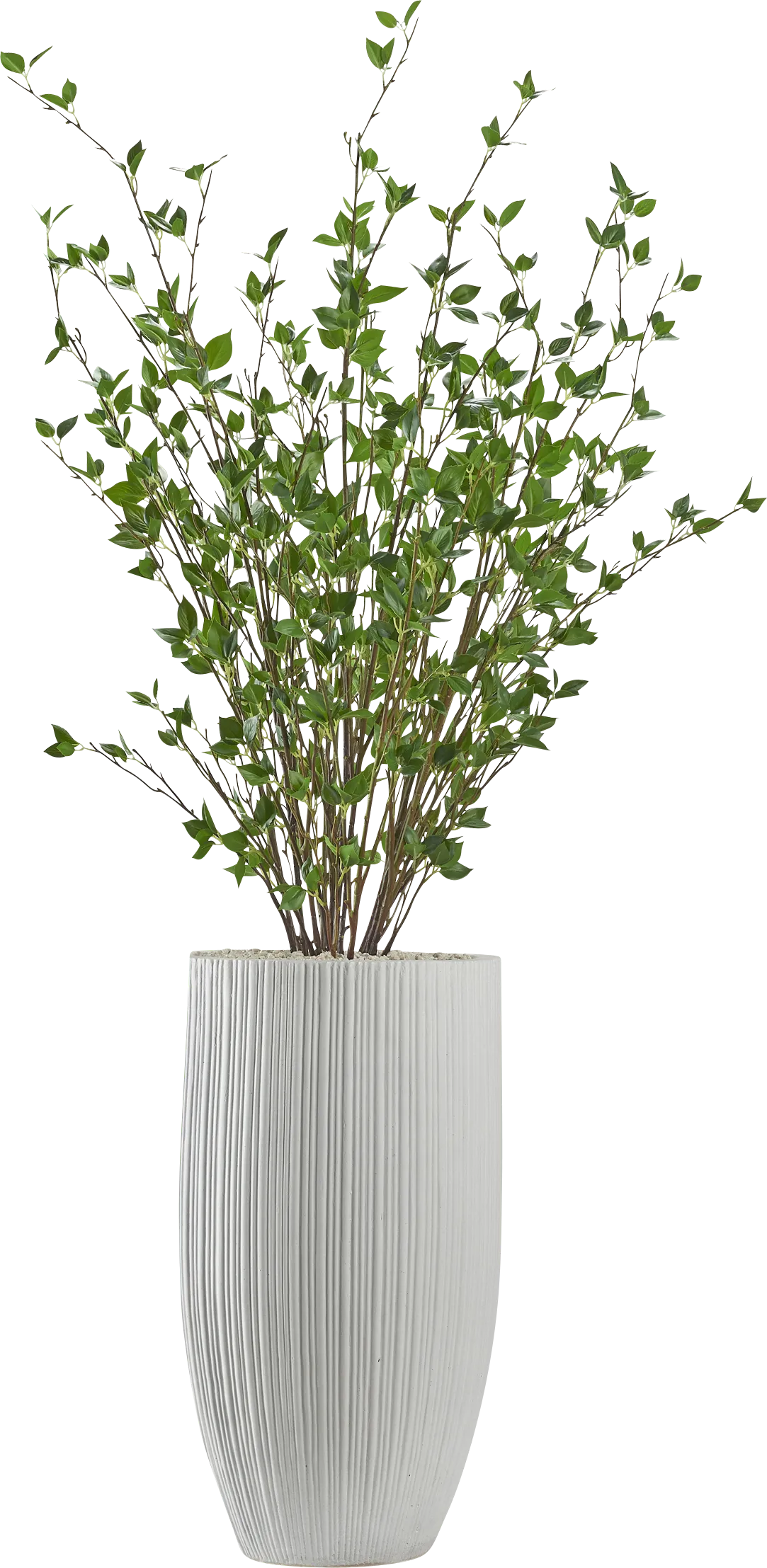 Lindra White Silk Plant - Thumbnail - Image 1