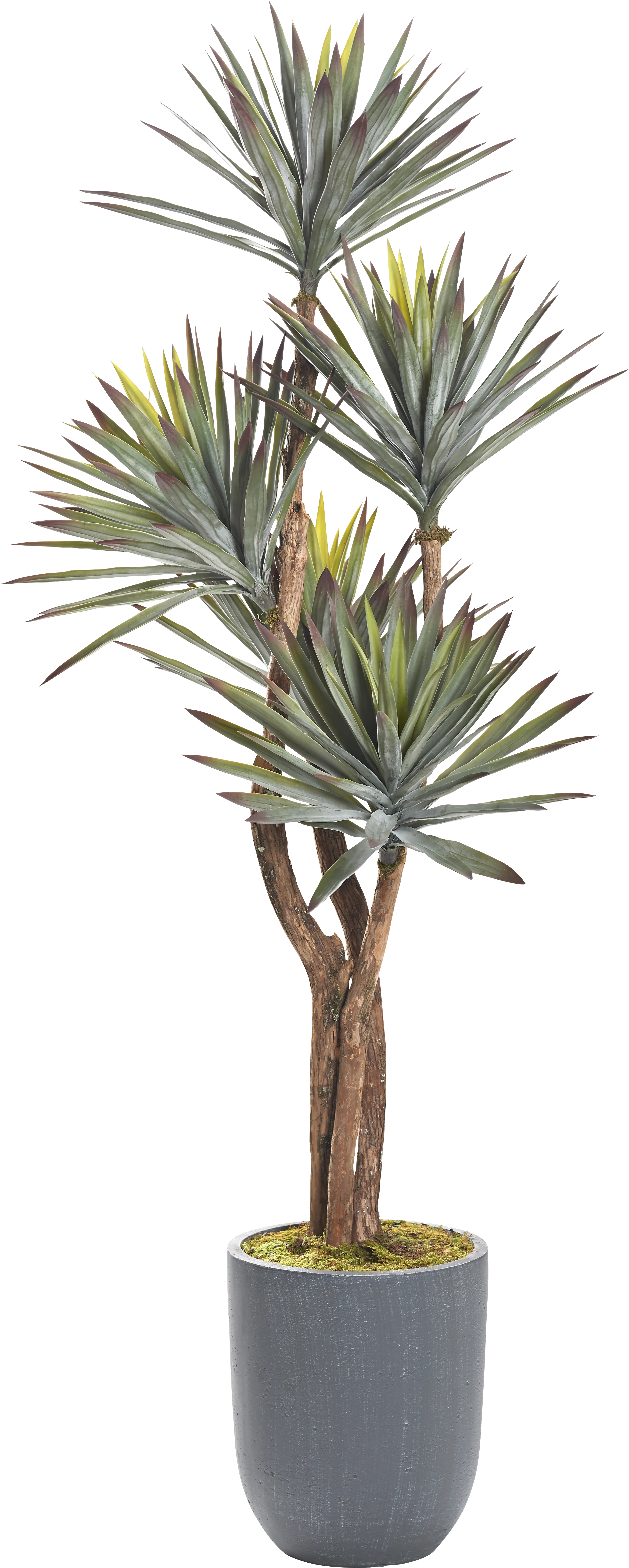 Zevre Gray Silk Plant - Thumbnail - Image 1
