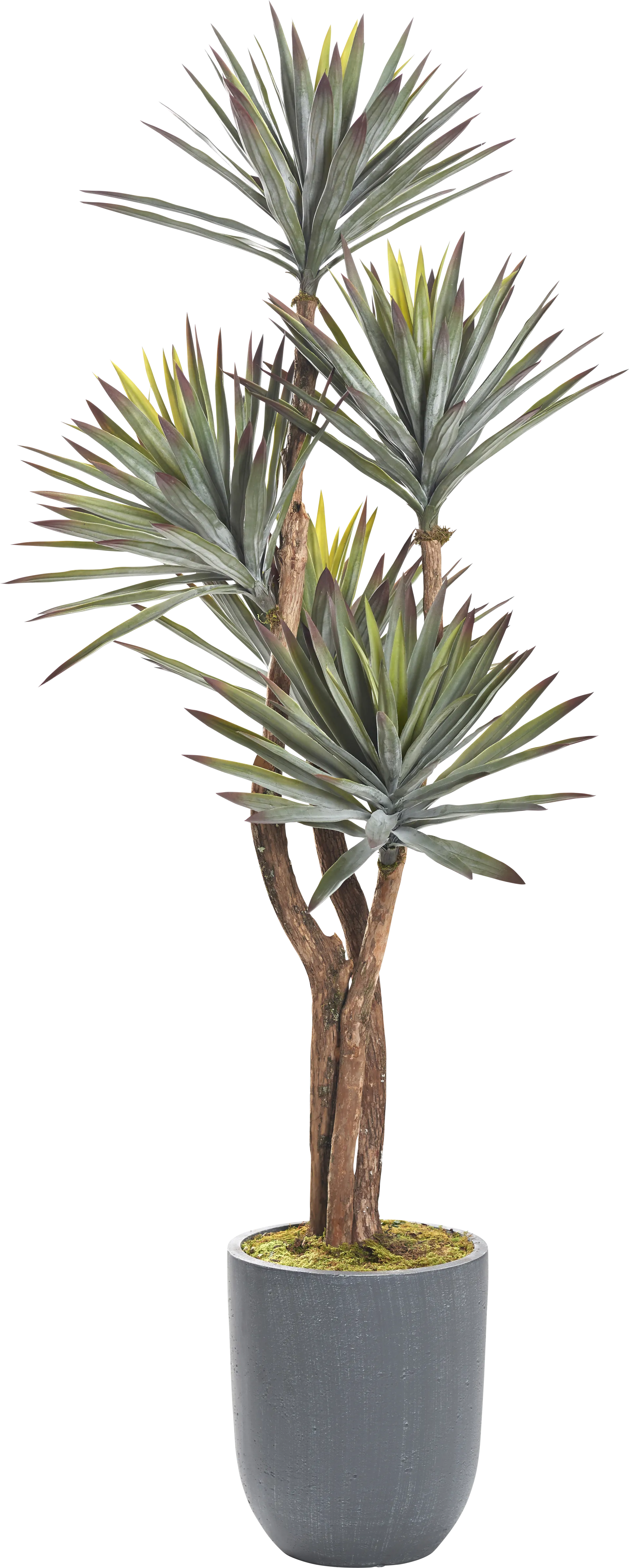 Zevre Gray Silk Plant - Image 1
