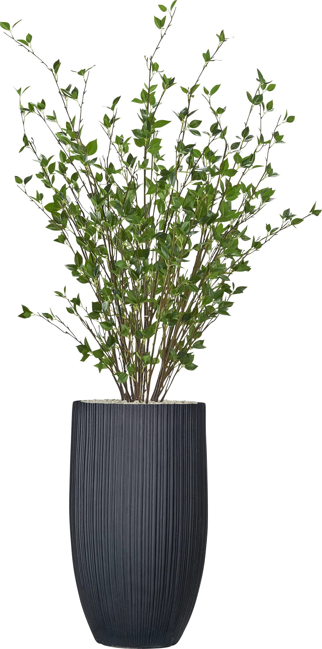 Lindra Black Silk Plant - Image 1