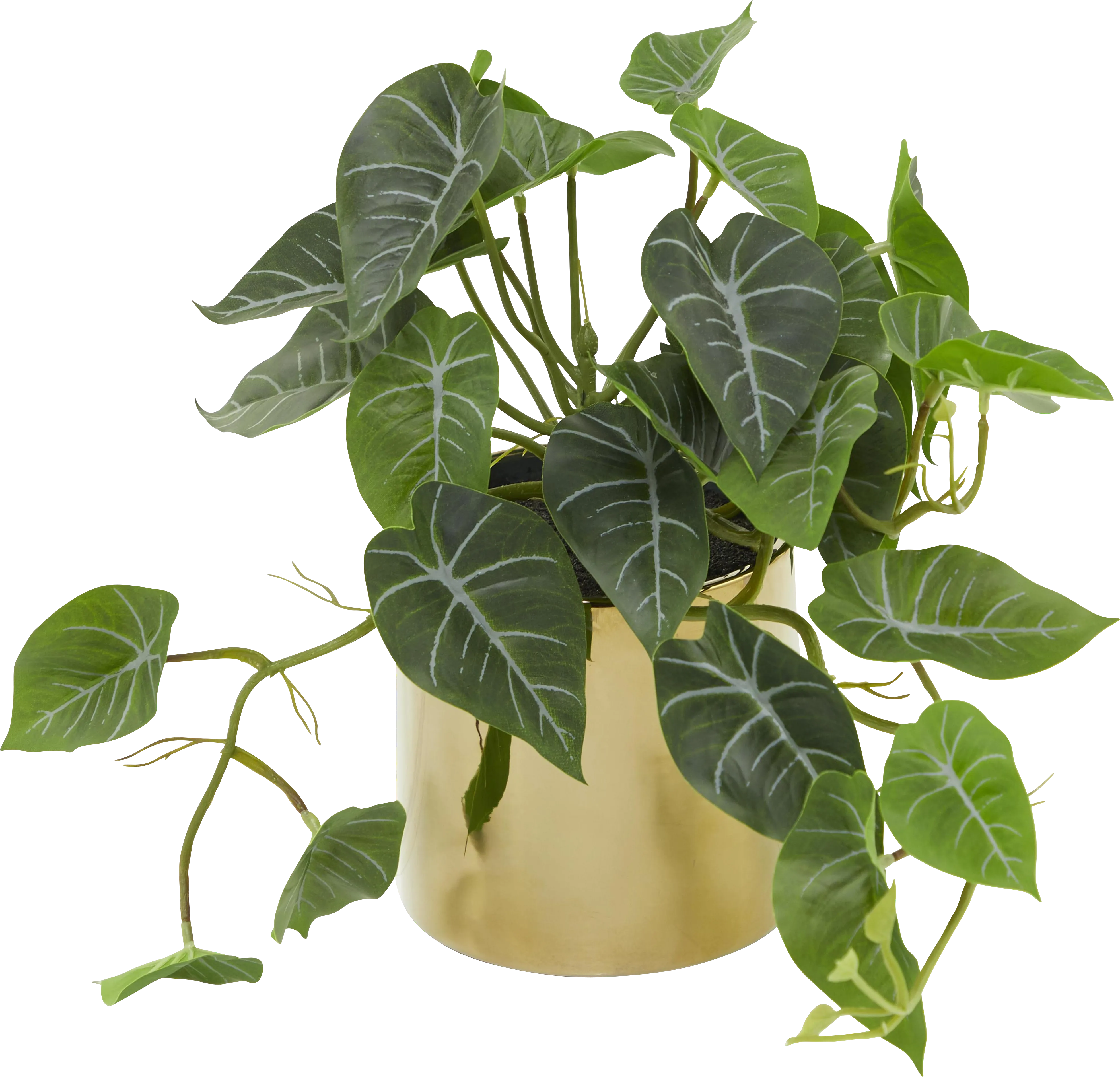 Bruwes Green Silk Plant - Thumbnail - Image 1