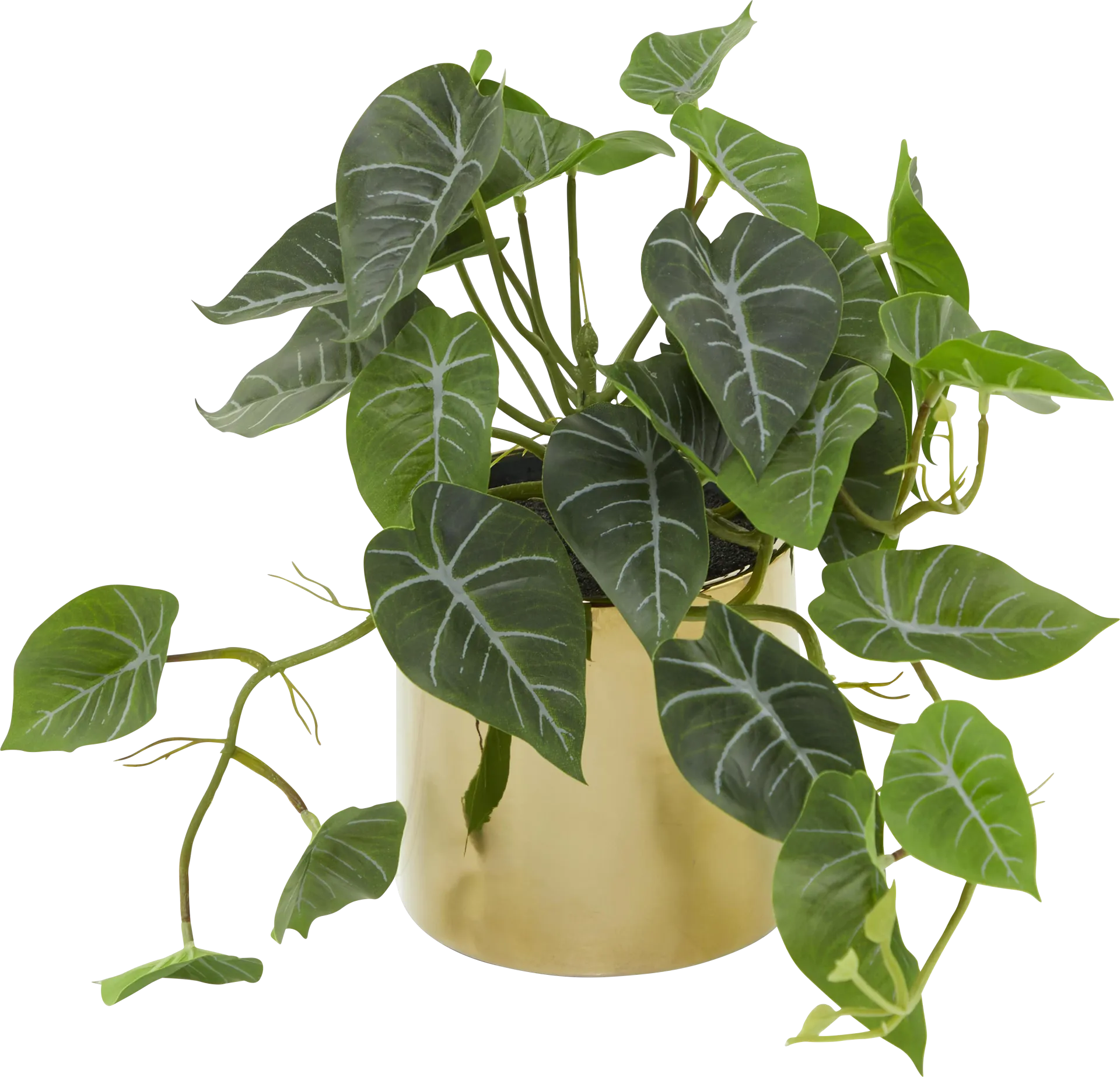 Bruwes Green Silk Plant - Image 1
