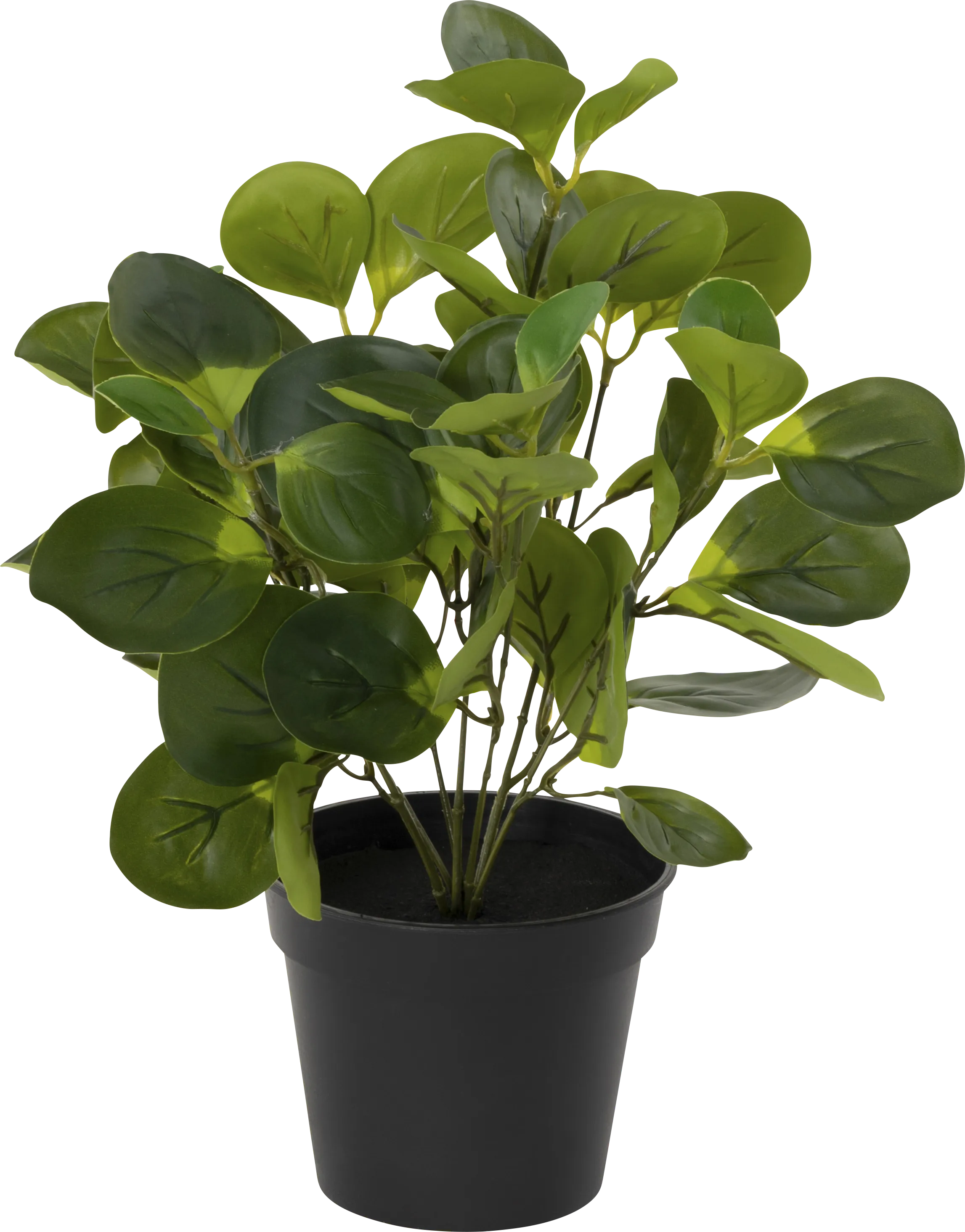 Sunpaw Green Silk Plant - Thumbnail - Image 1