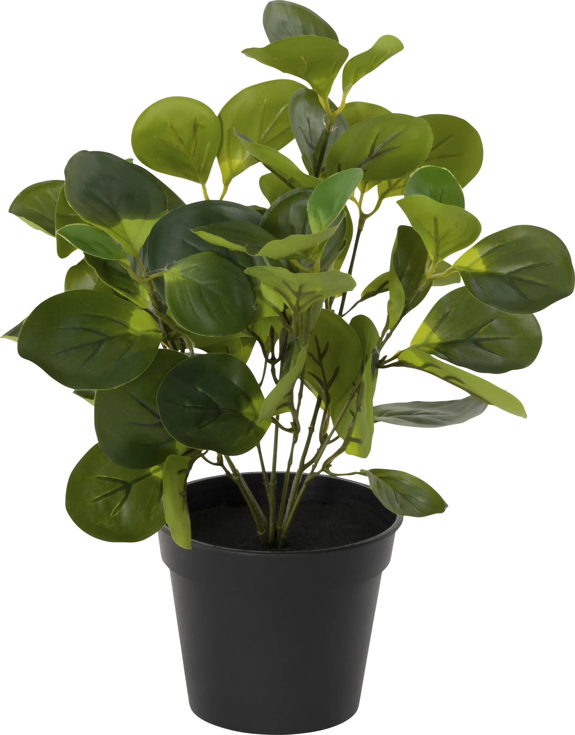 Sunpaw Green Silk Plant - Image 1