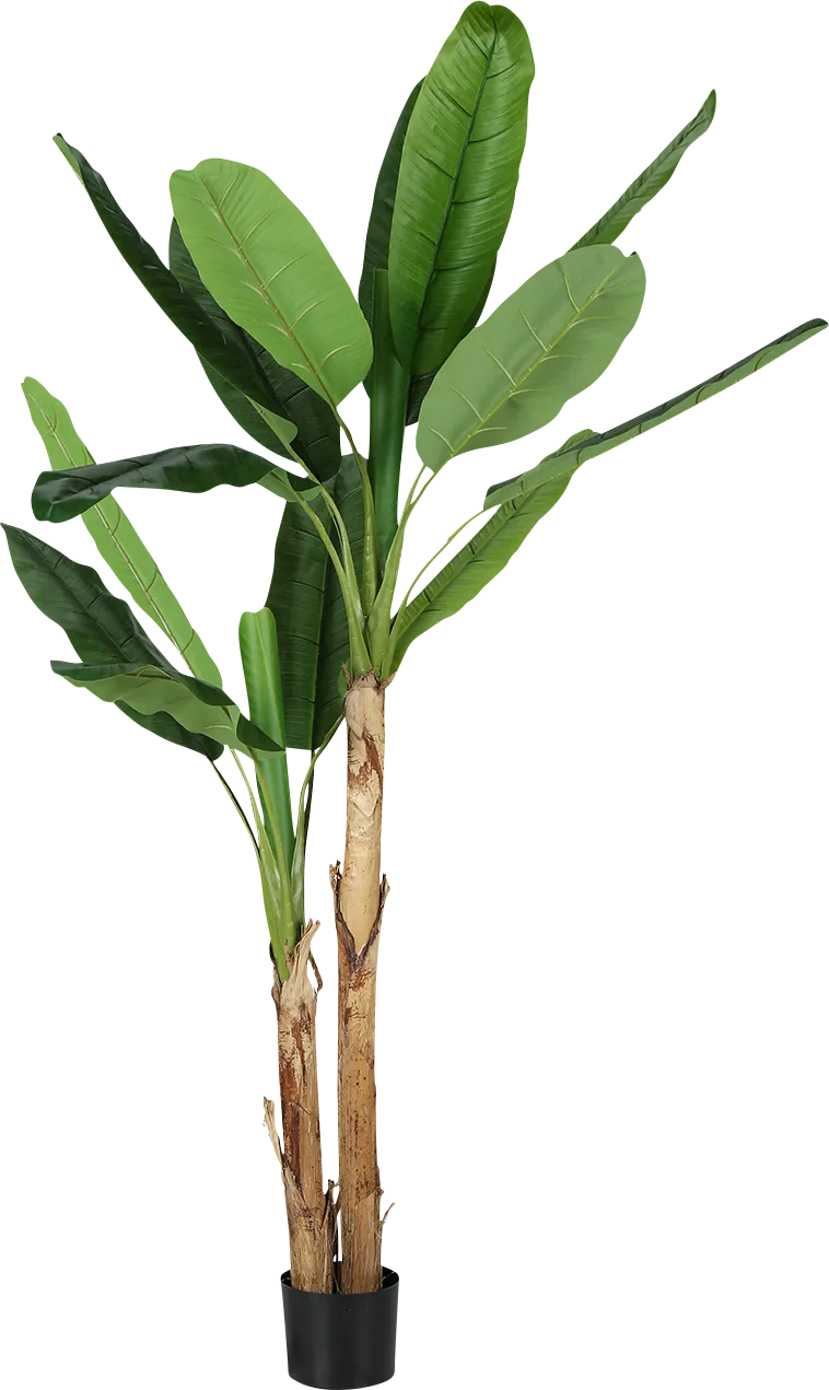 Anya Green Silk Plant - Thumbnail - Image 1