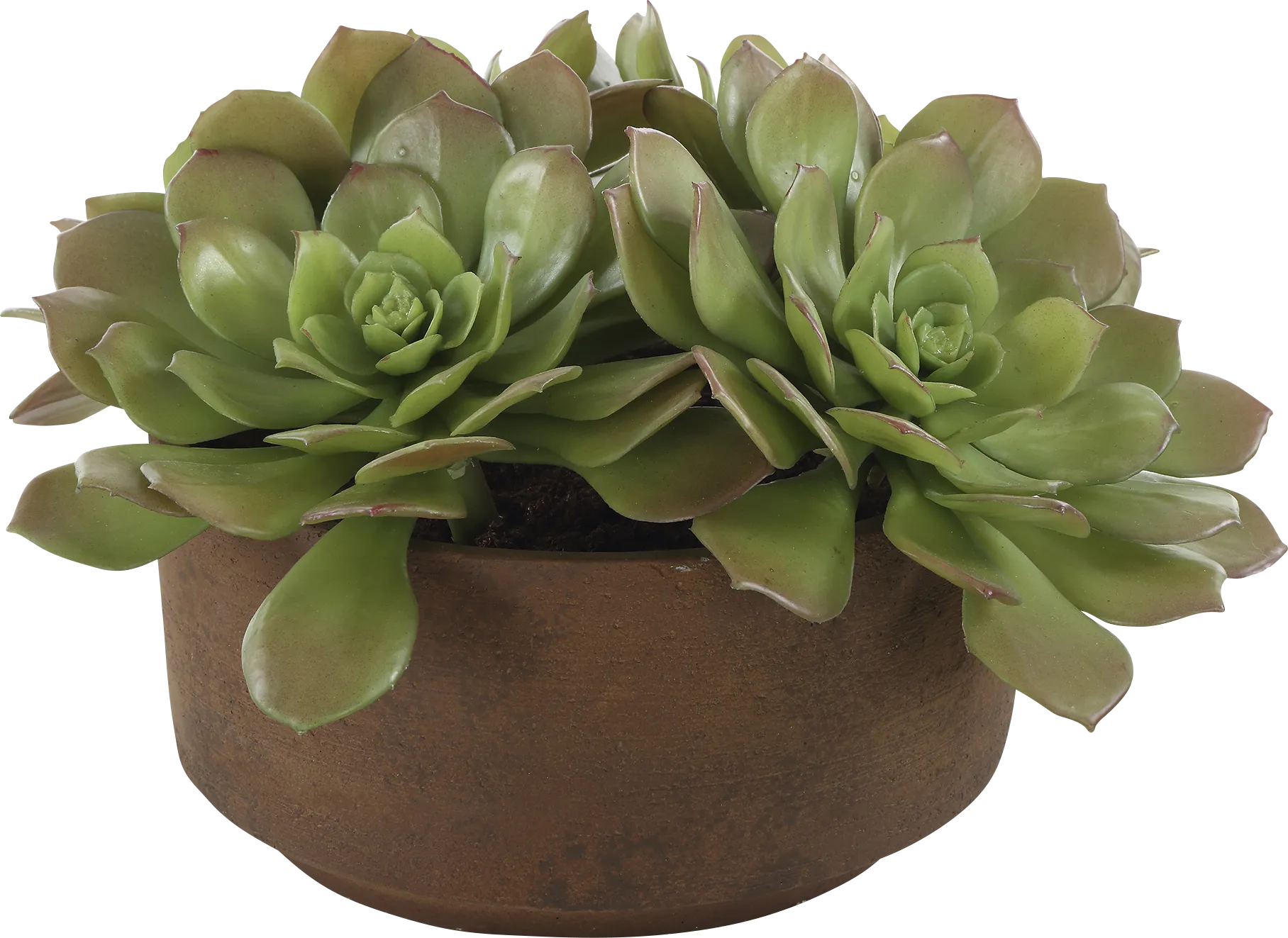 Agaki Brown Silk Plant - Thumbnail - Image 1