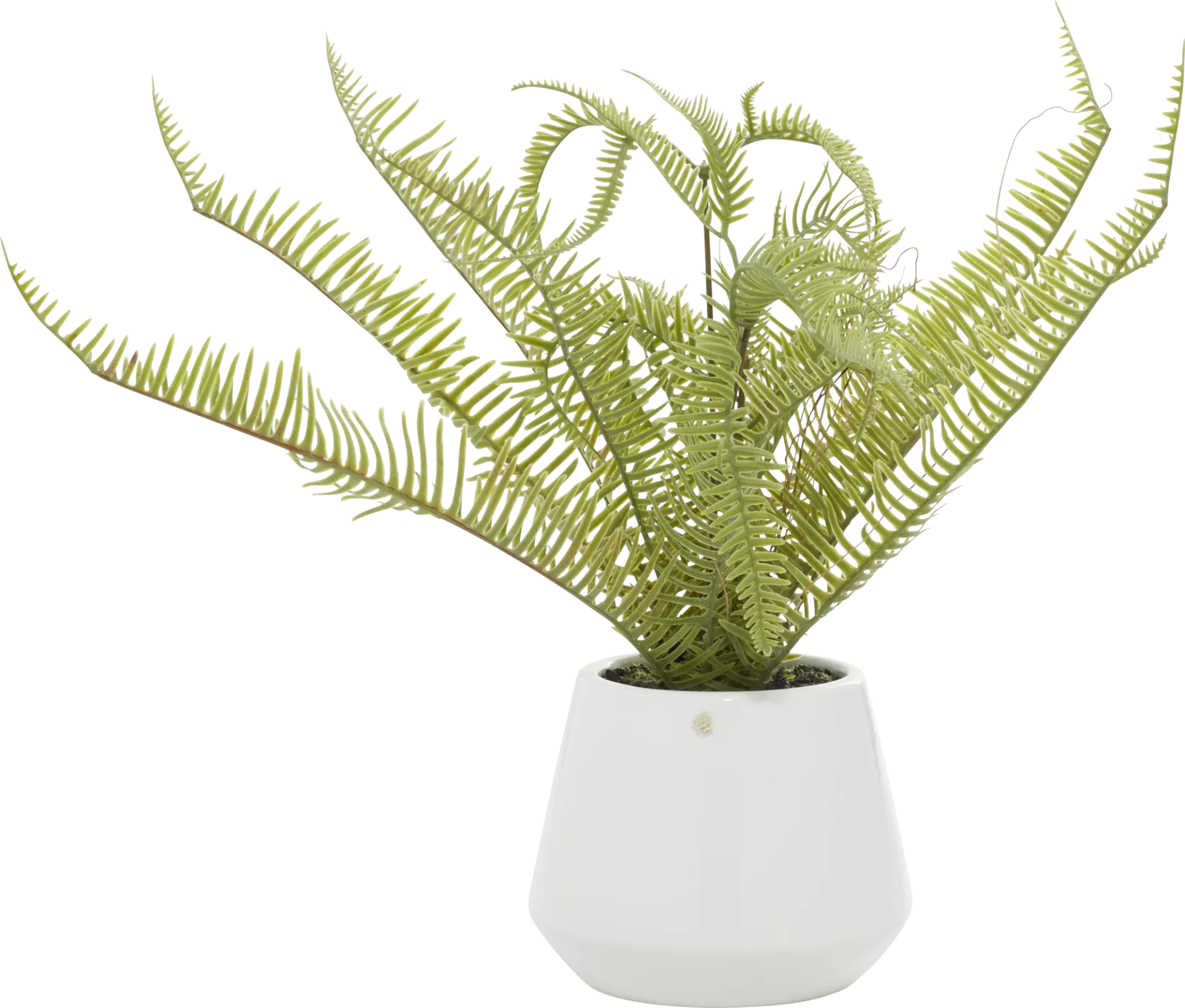 Arthir Green Silk Plant - Image 1