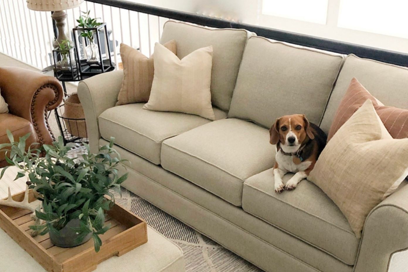 dog on a cream colored couch