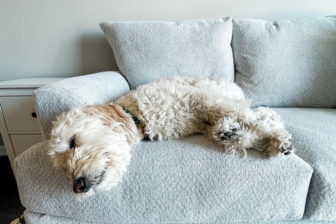 dog on gray couch 