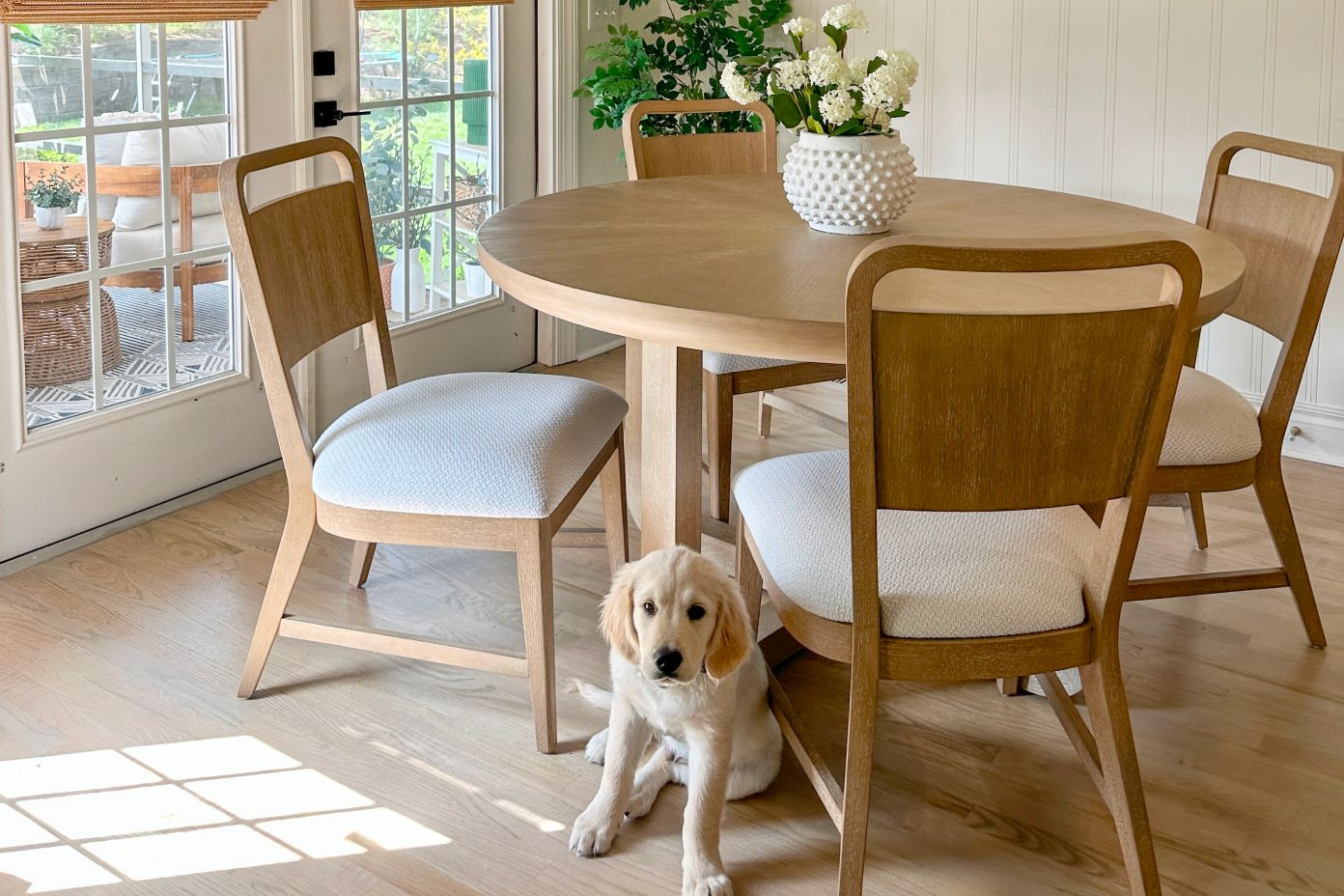 A golden retriever puppy sits under a dining table with four wooden chairs.
