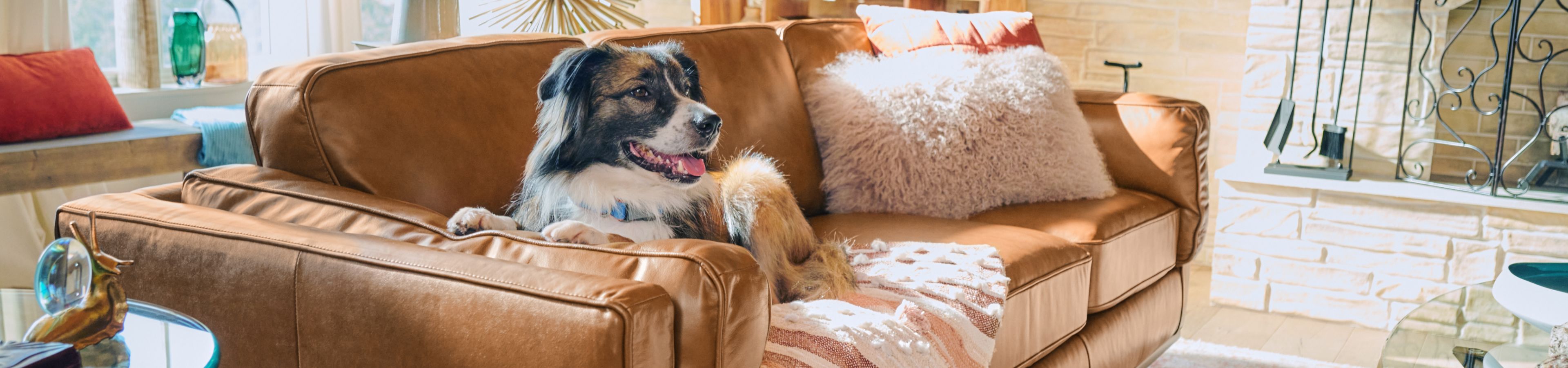 A dog relaxing on a brown leather couch with pillows and a blanket.