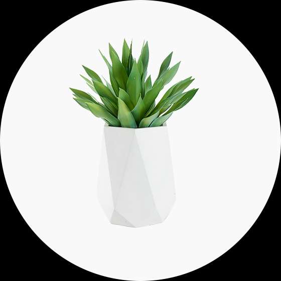 A green plant in a white geometric pot.
