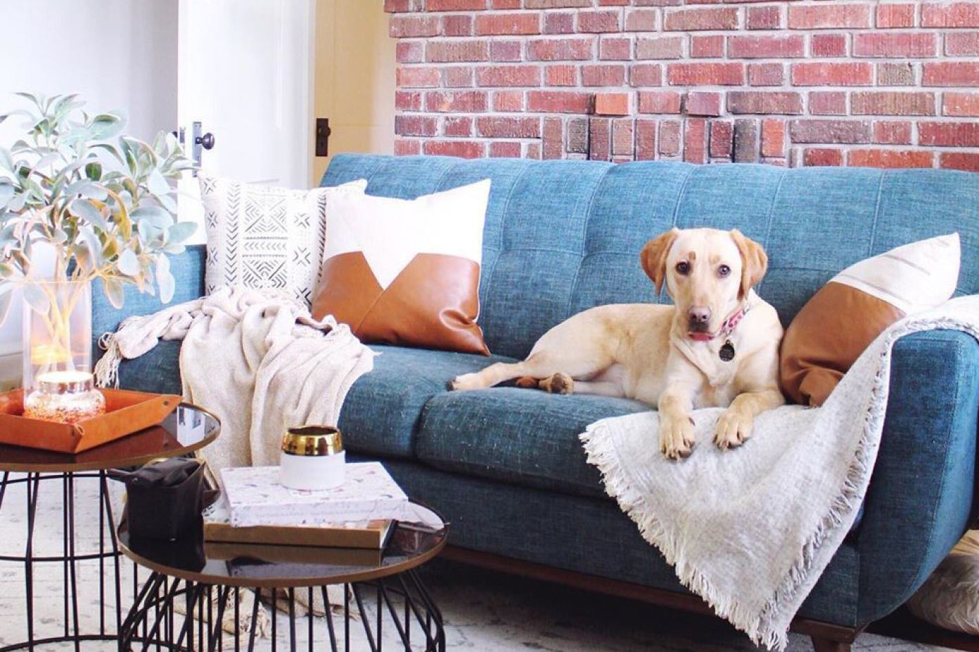 dog on blue couch
