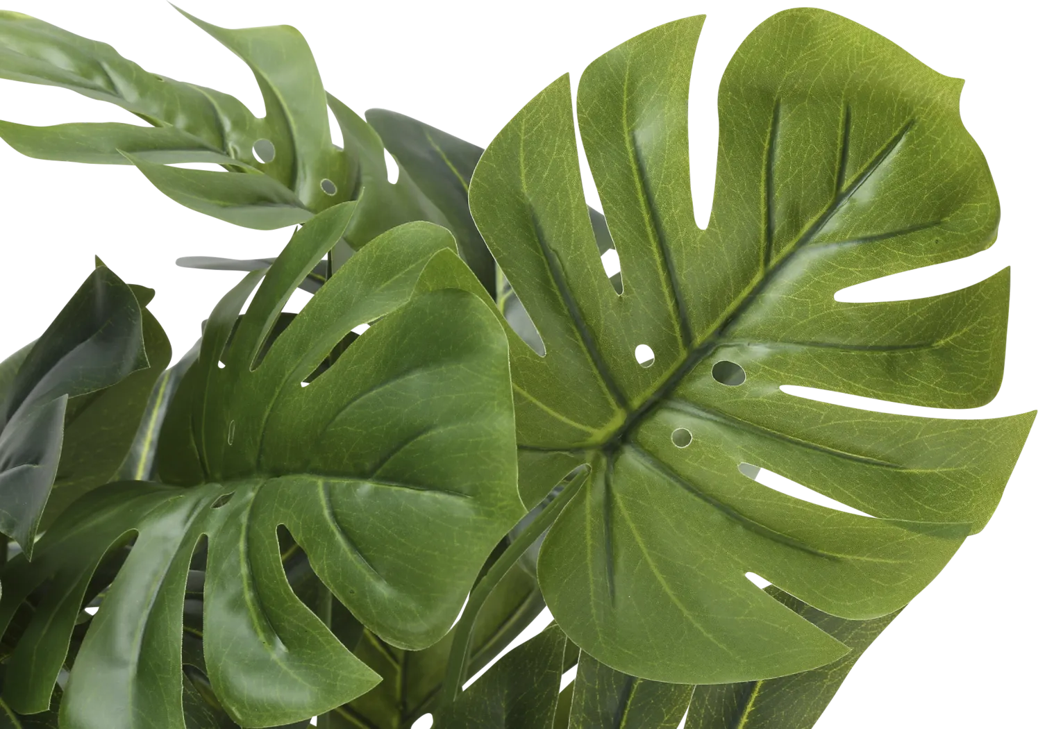 Aarav Green Silk Plant - Image 5