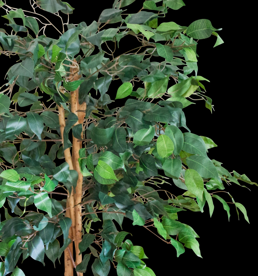 Adaliz Green Ficus Silk Tree - Thumbnail - Image 2
