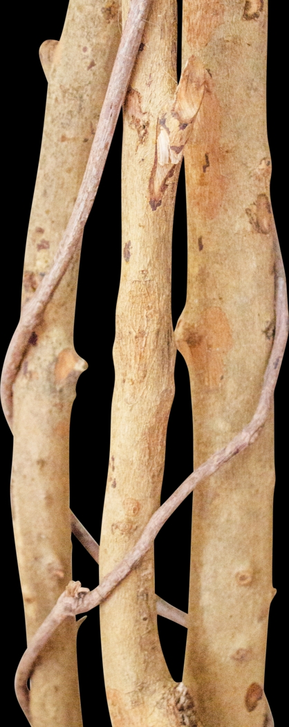 Adaliz Green Ficus Silk Tree - Thumbnail - Image 3