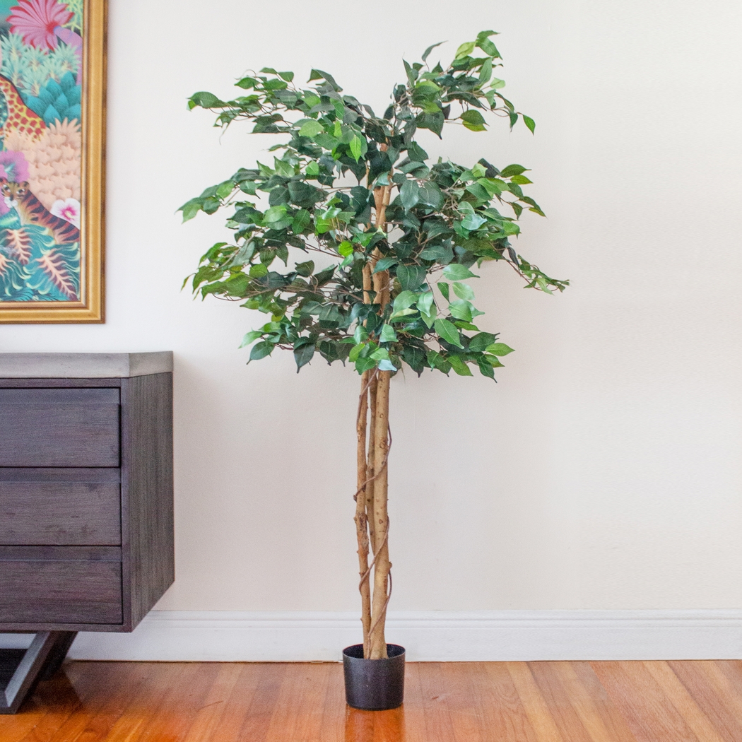 Adaliz Green Ficus Silk Tree - Thumbnail - Image 4