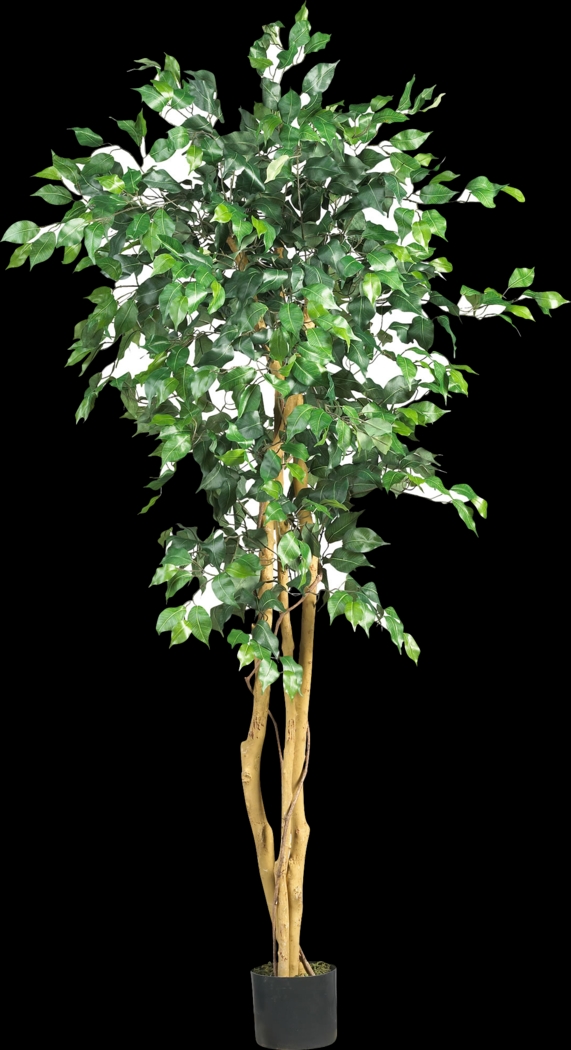 Adaliz Green Ficus Silk Tree - Thumbnail - Image 1